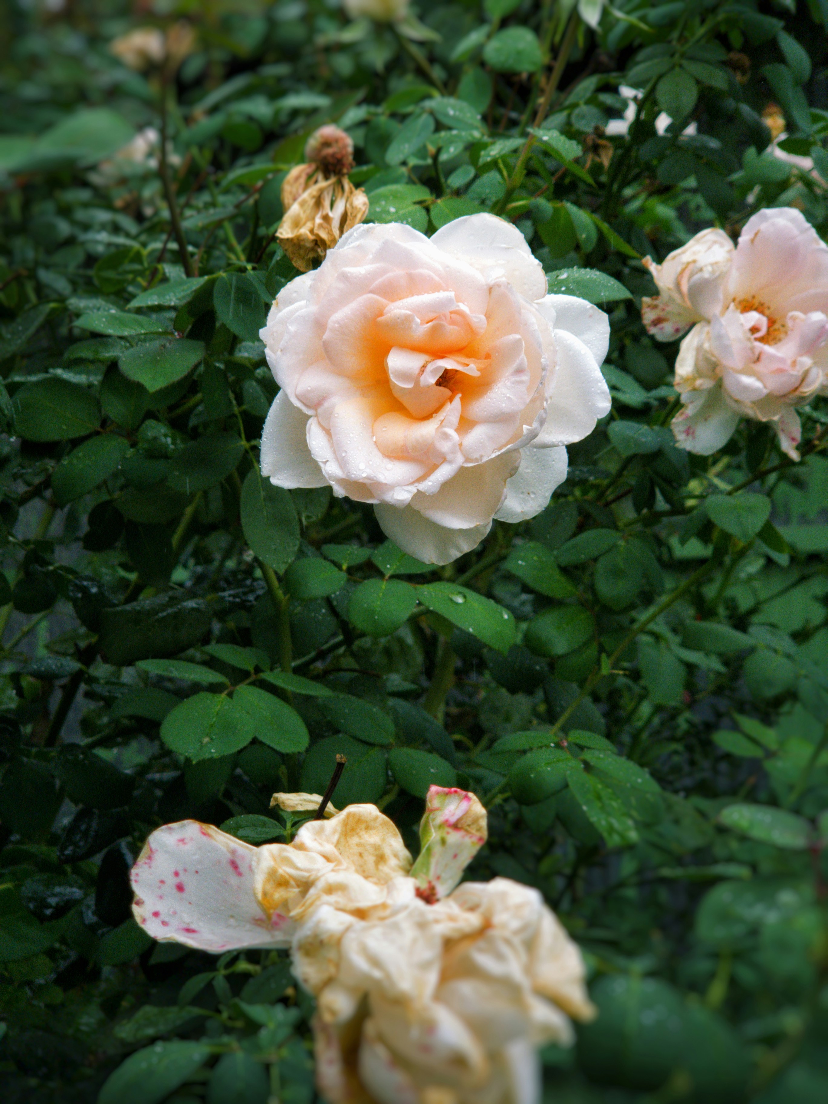 Photo by belmin_26_aljovic