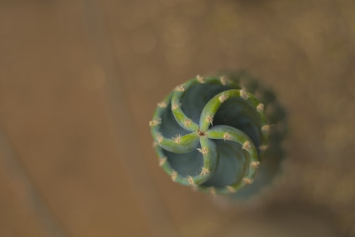 A small green plant is seen from above