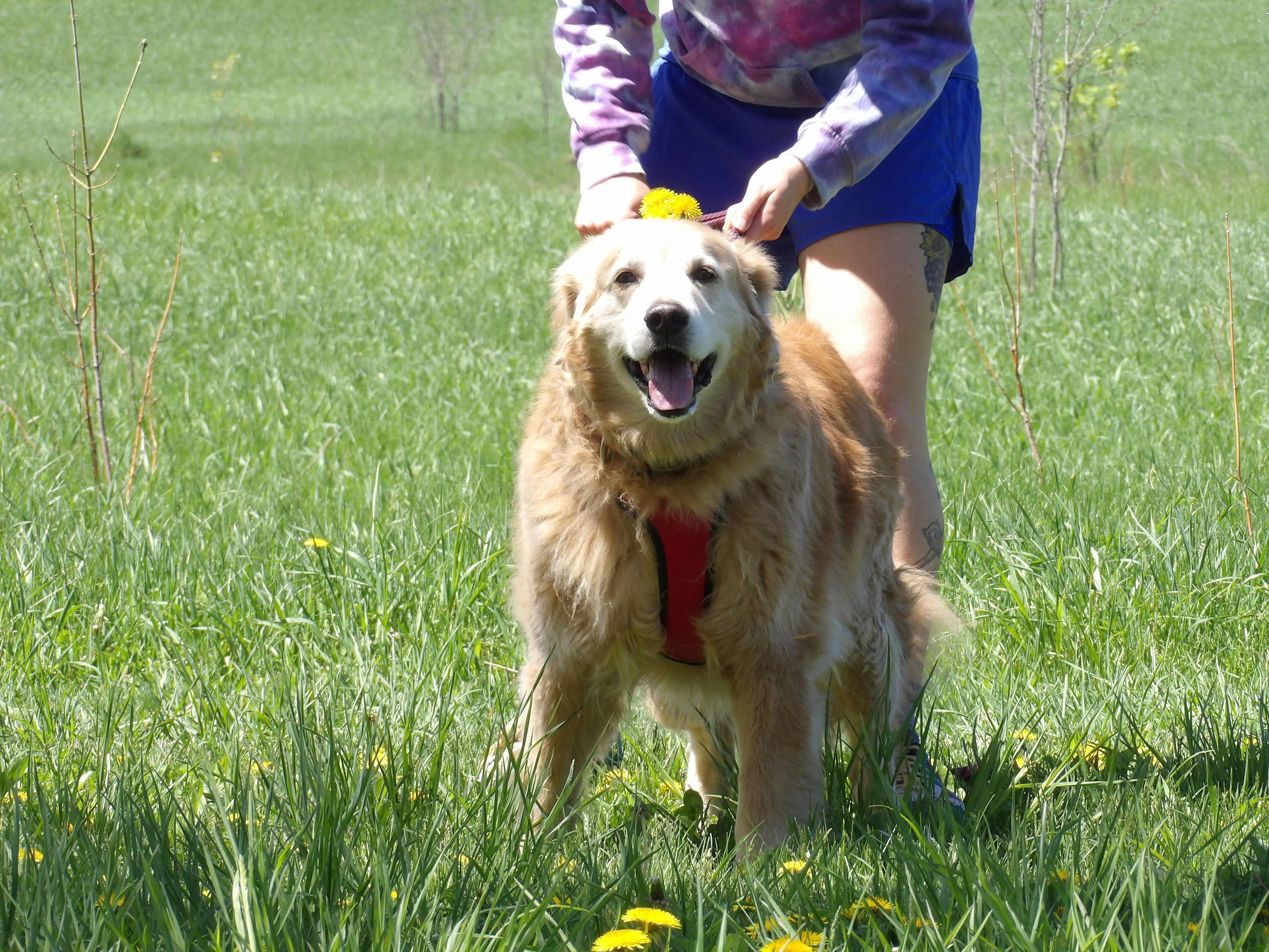 Golden retriever in flowers
