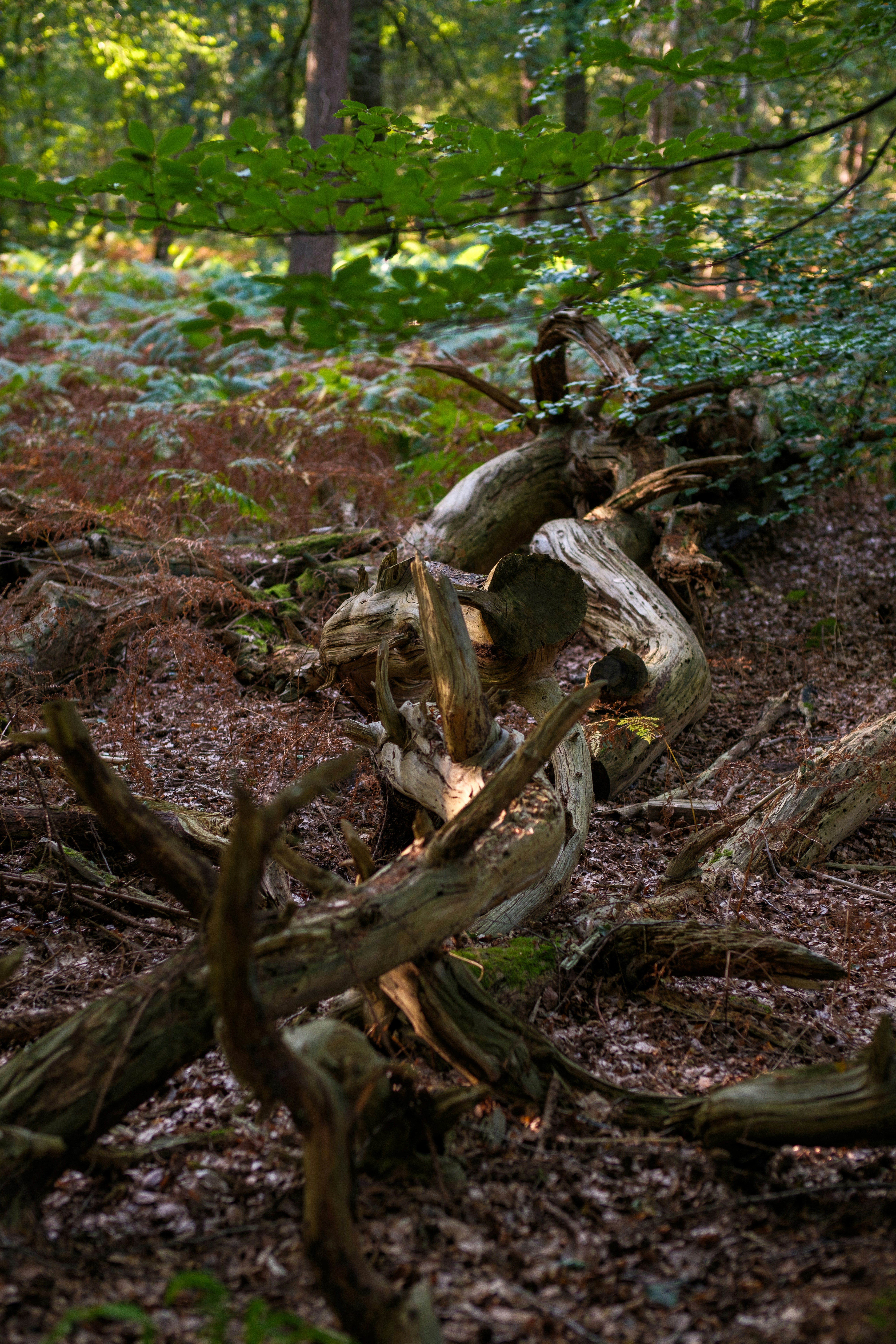 Photo by haberdoedas