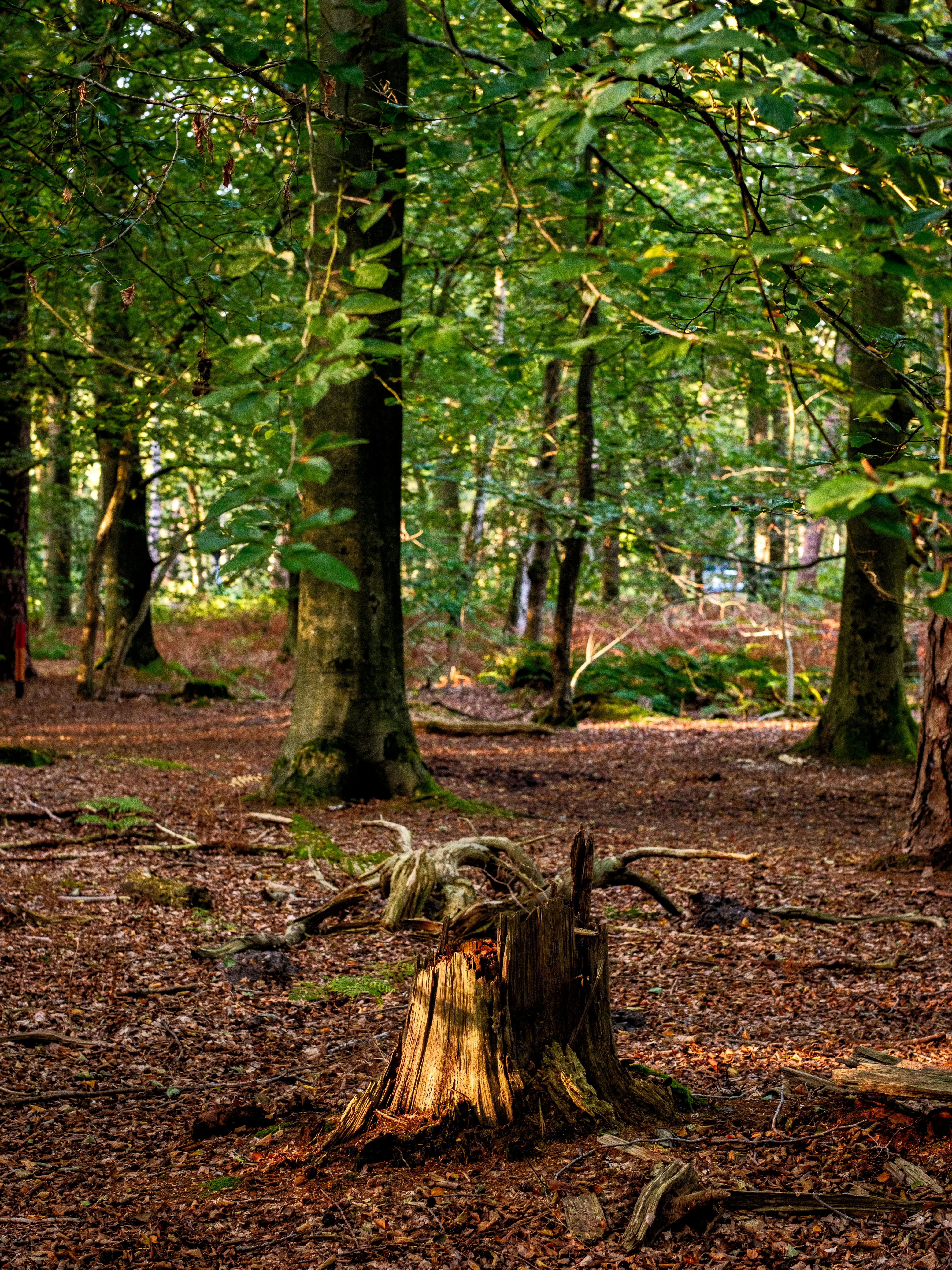 Photo by haberdoedas