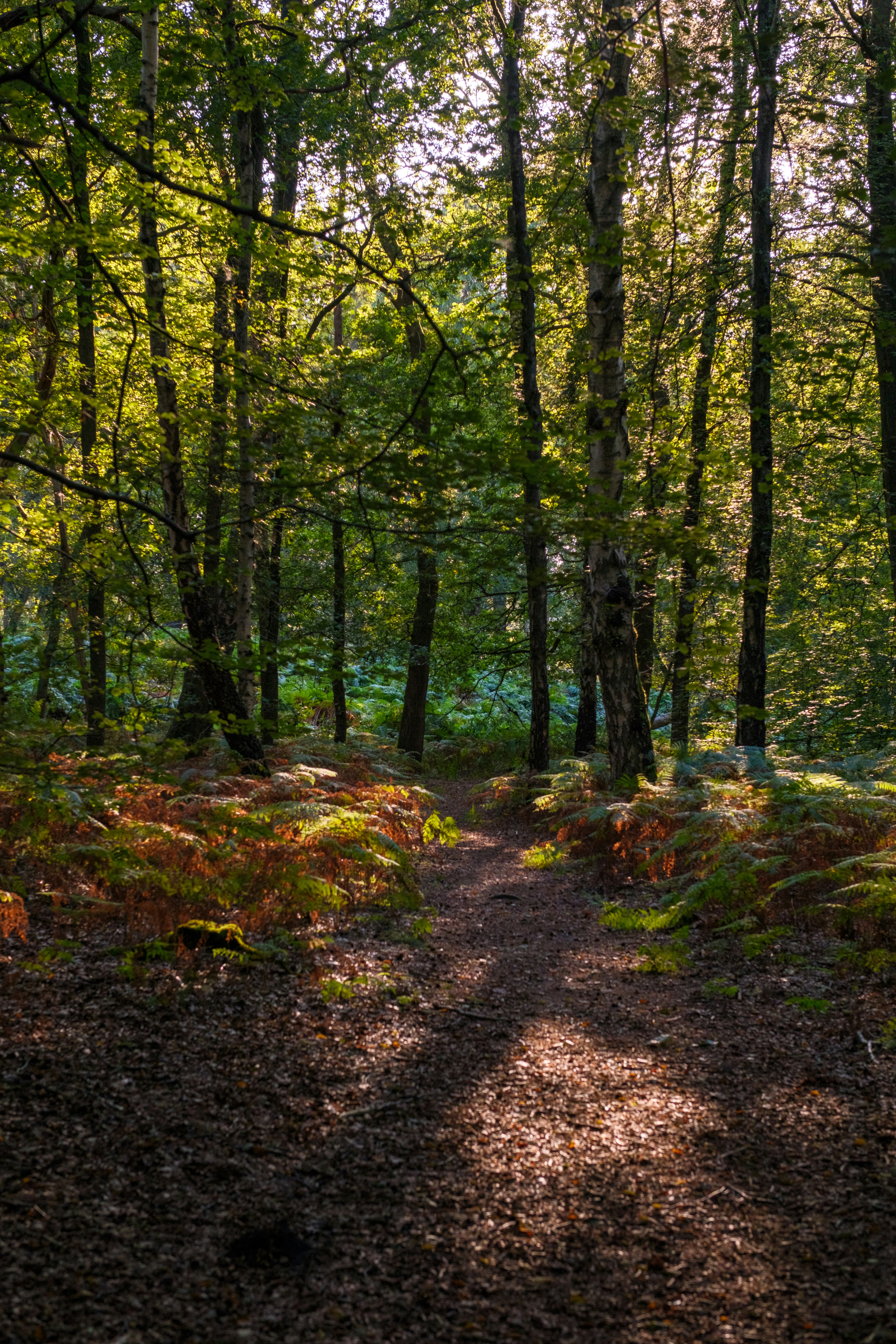 Photo by haberdoedas