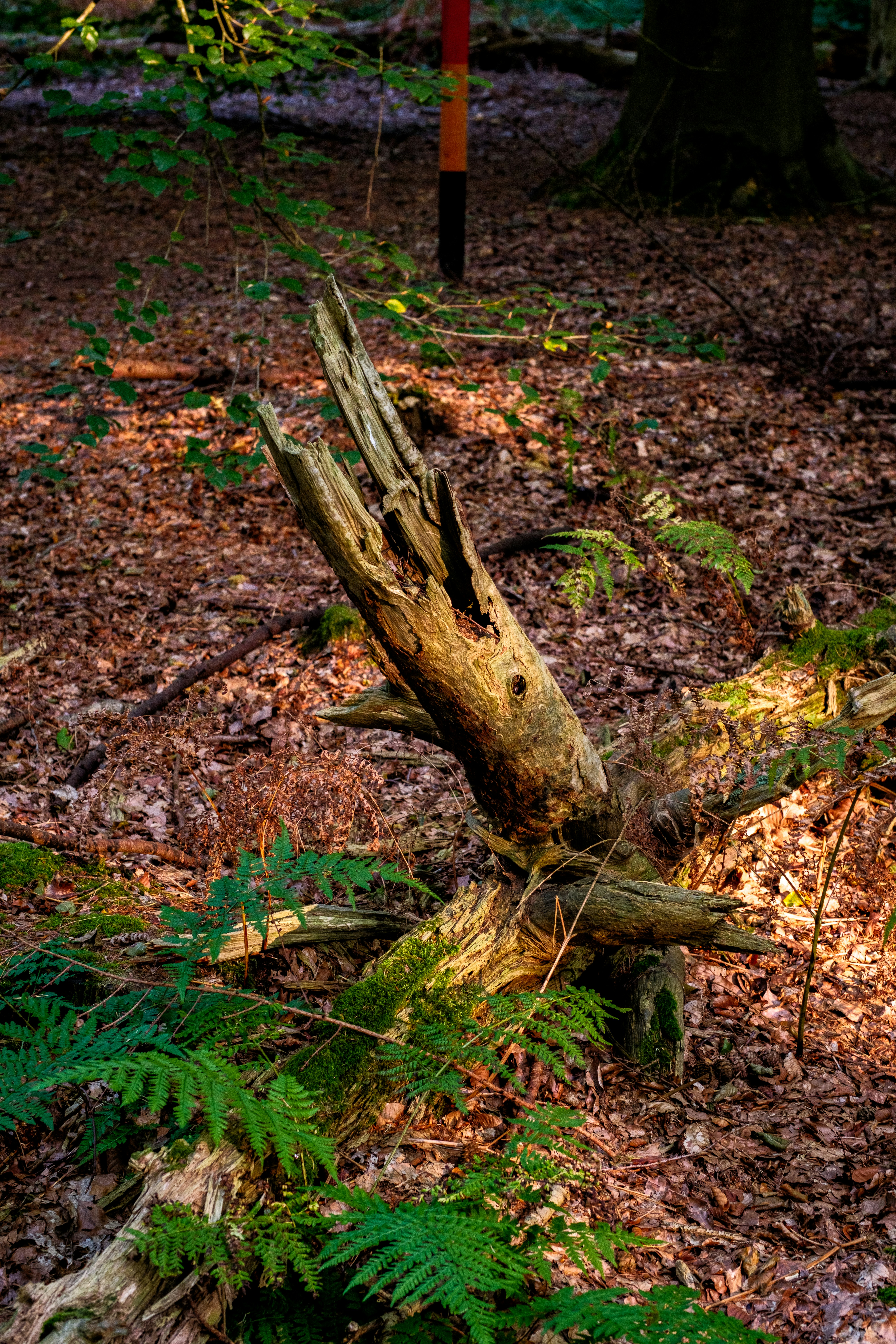 Photo by haberdoedas