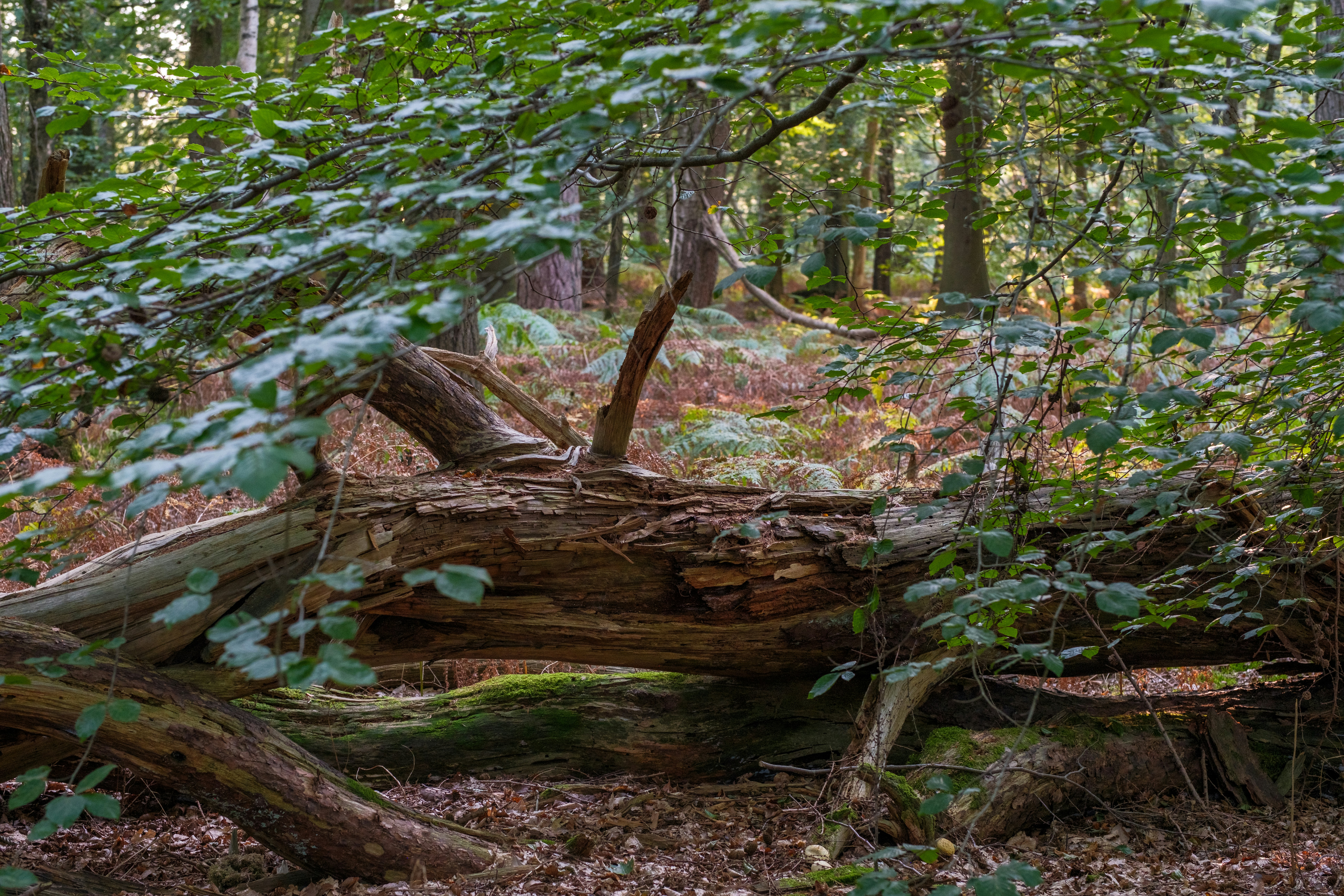 Photo by haberdoedas