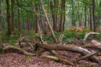 A bunch of trees that are in the woods