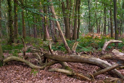 A bunch of trees that are in the woods