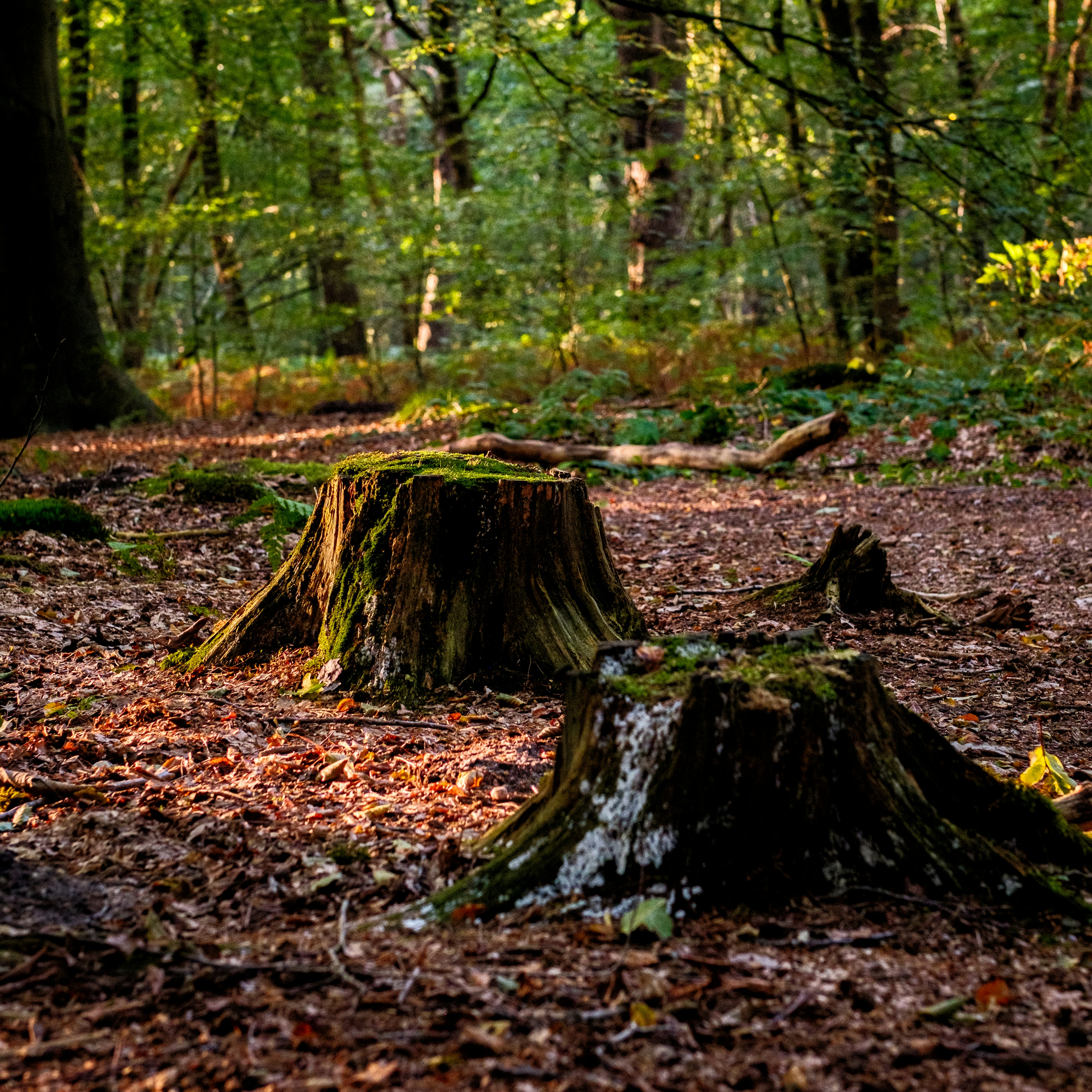 Photo by haberdoedas