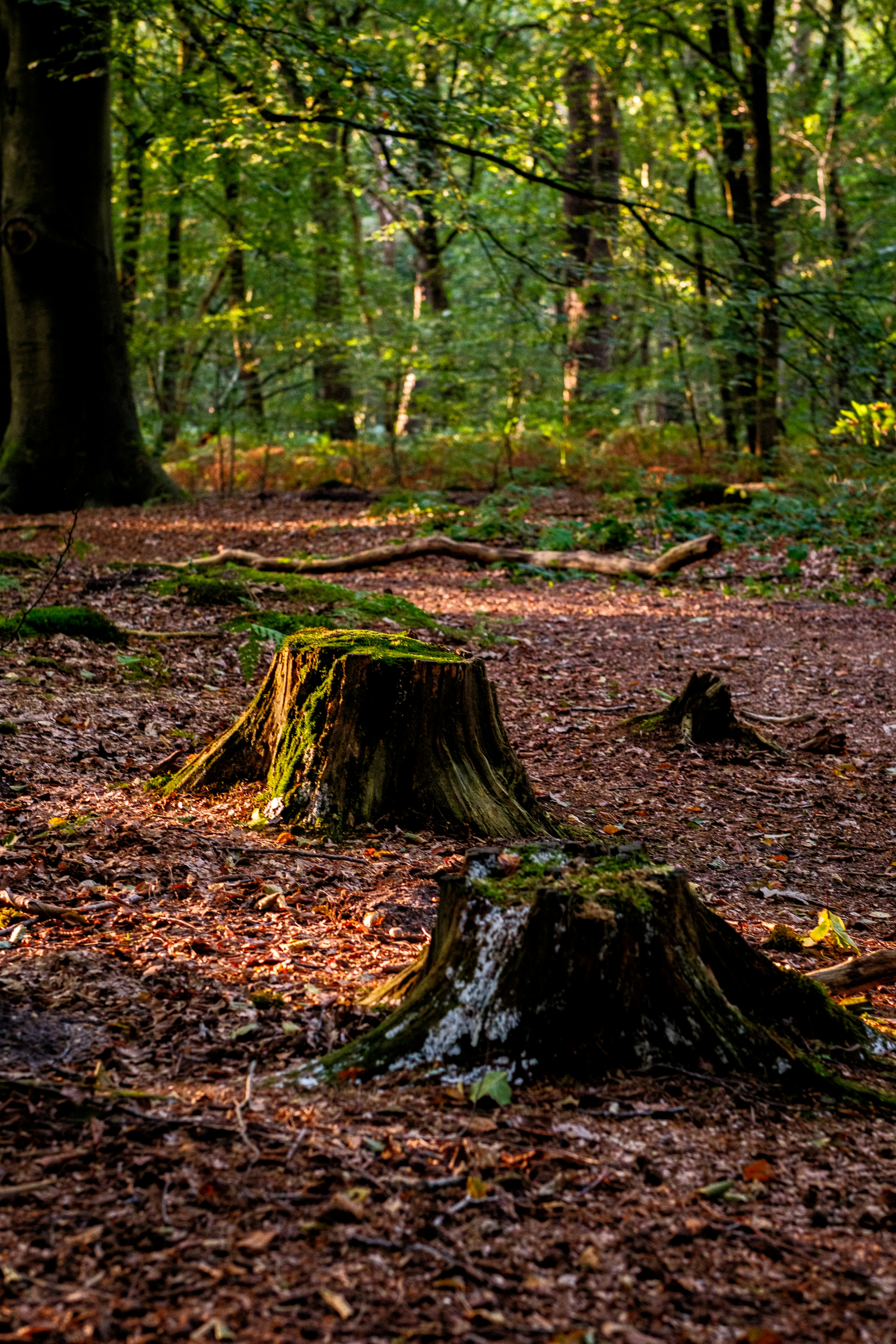 Photo by haberdoedas