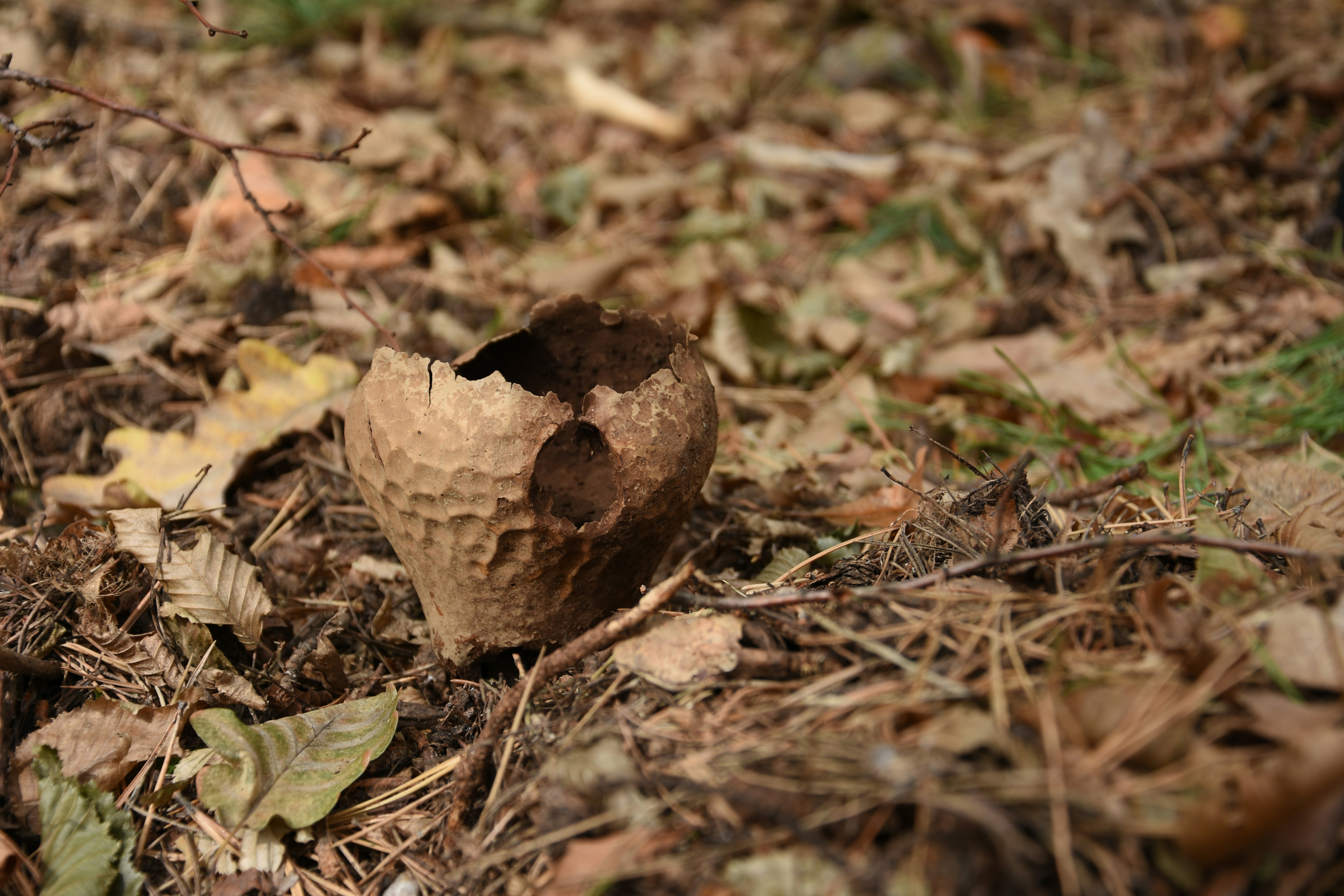 A piece of wood sitting on the ground