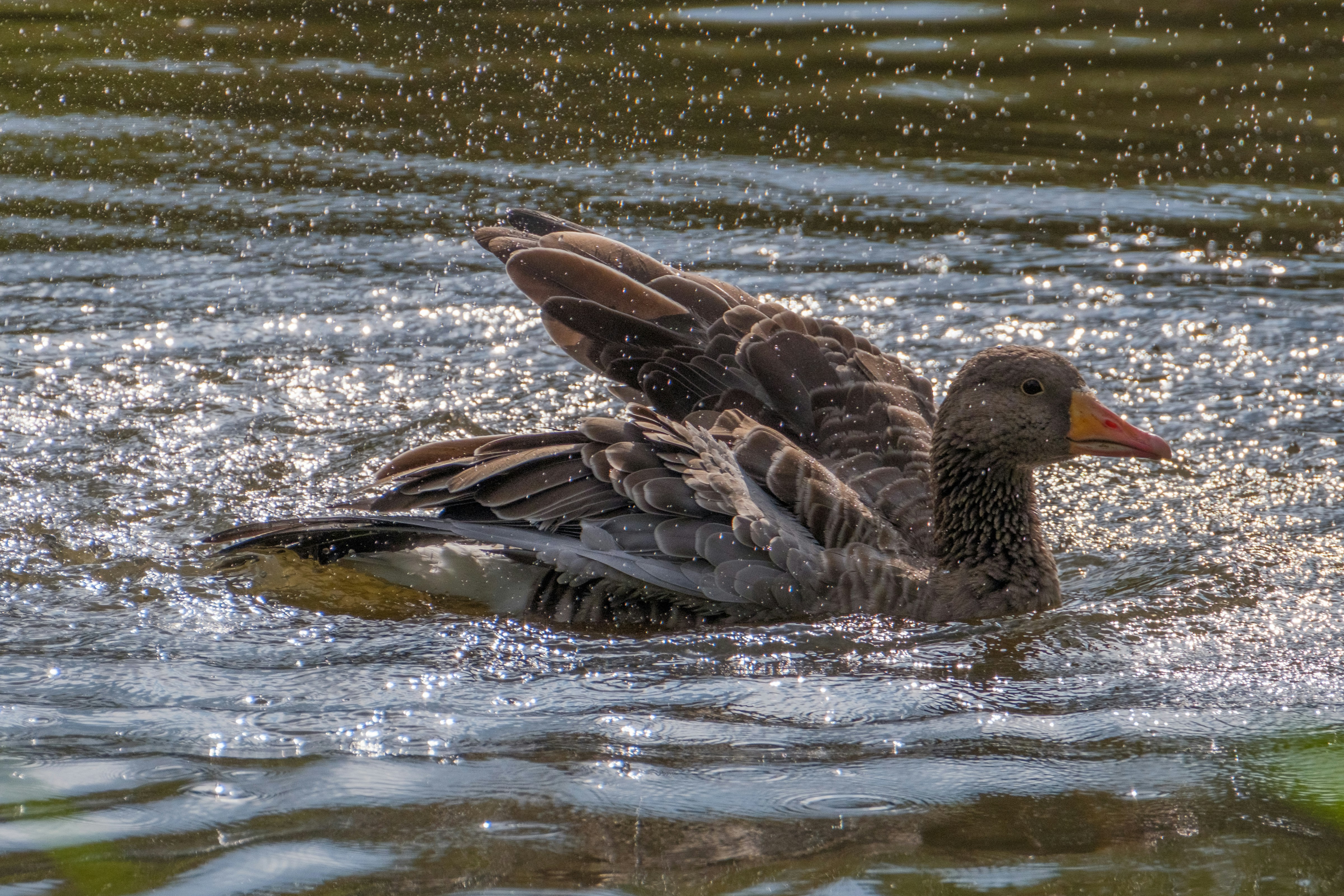 Photo by haberdoedas