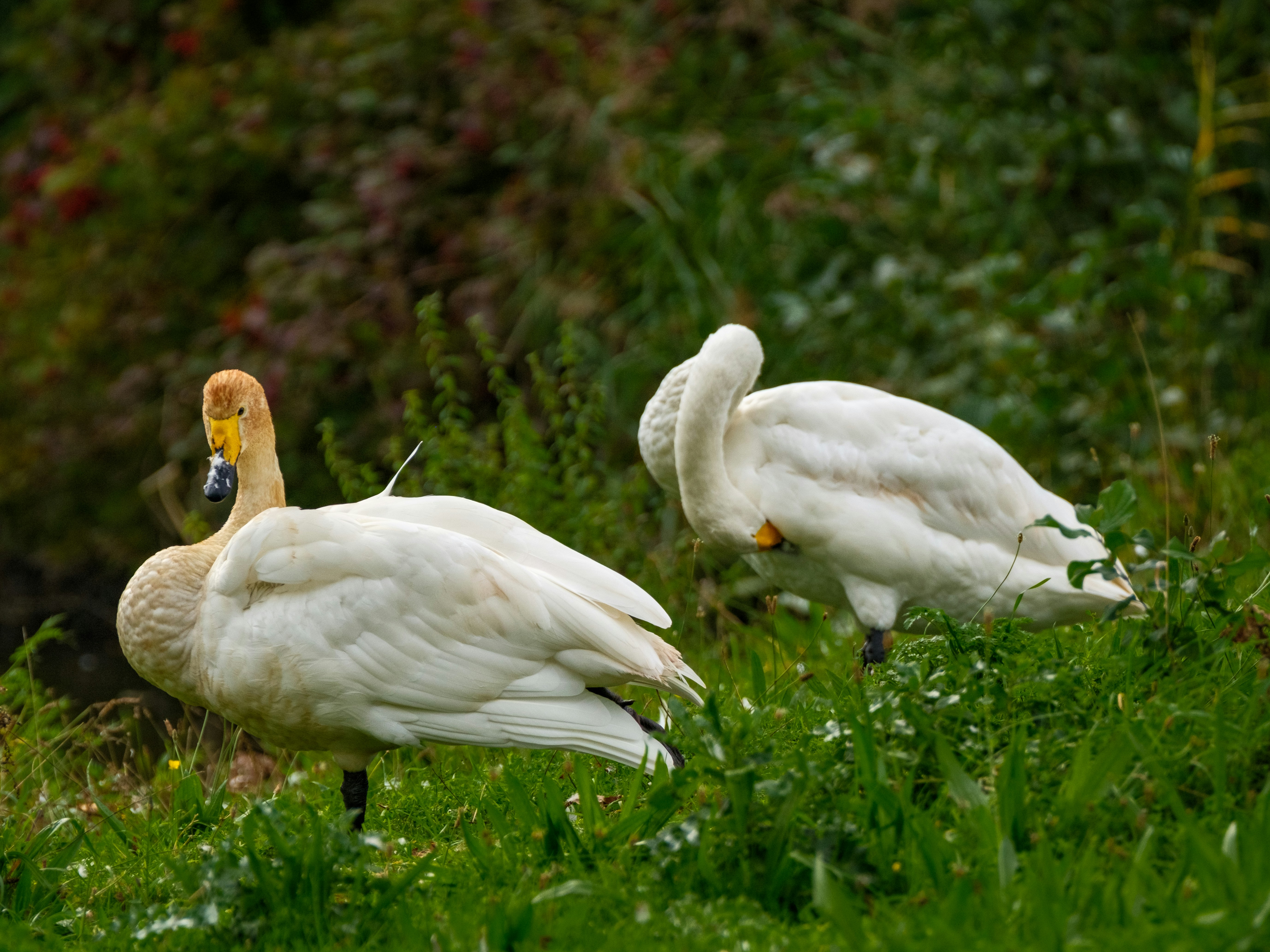 Photo by haberdoedas