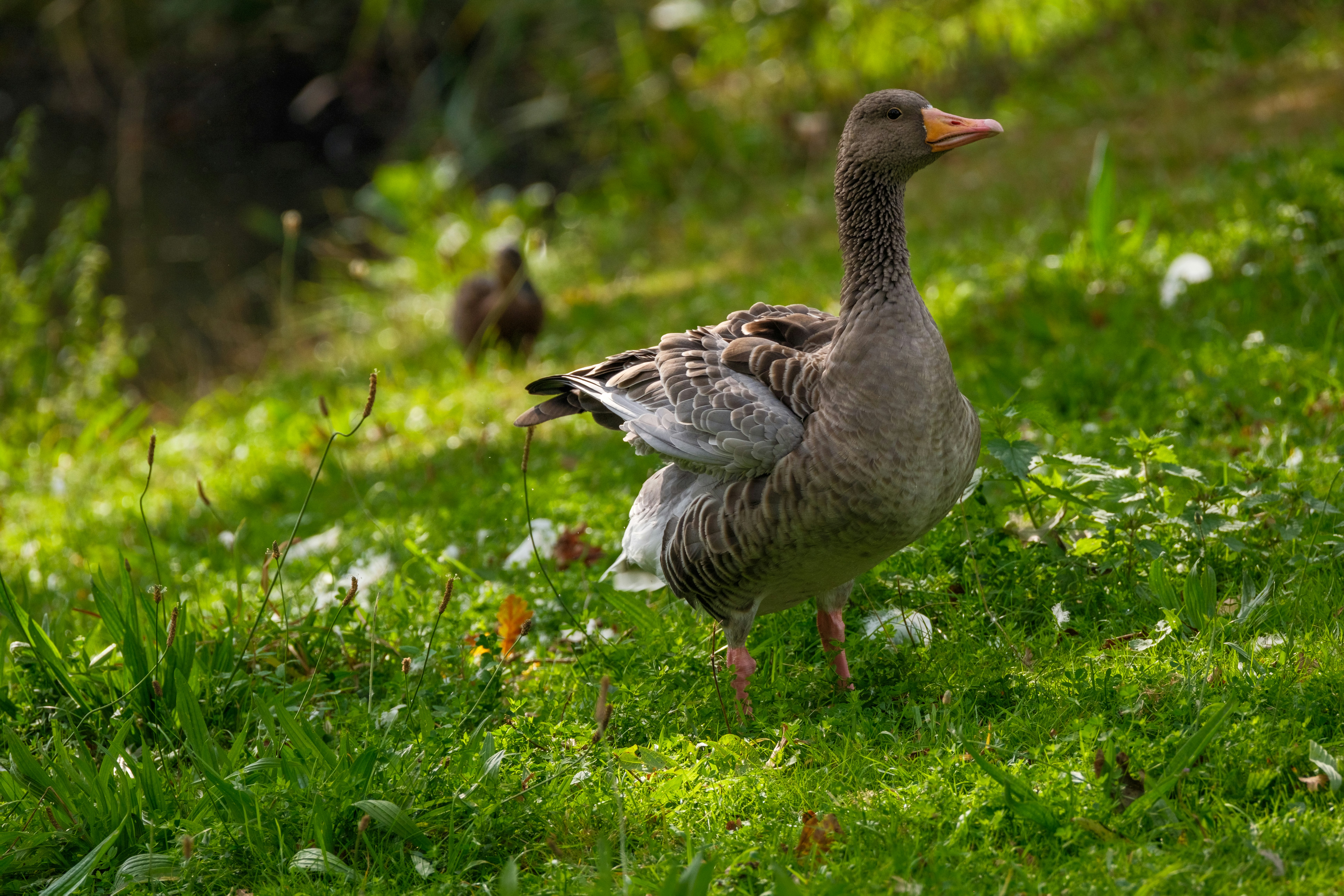 Photo by haberdoedas