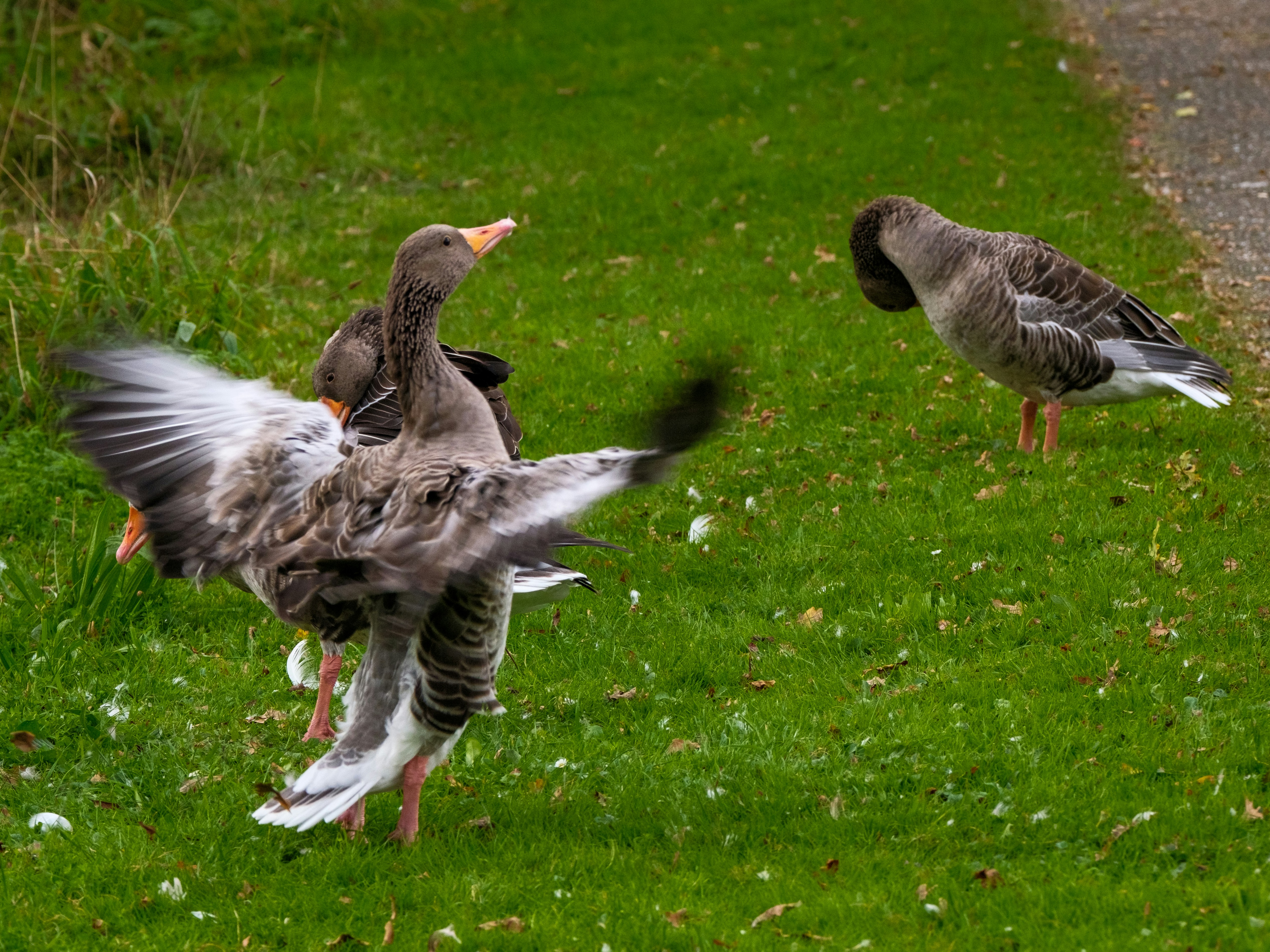 Photo by haberdoedas