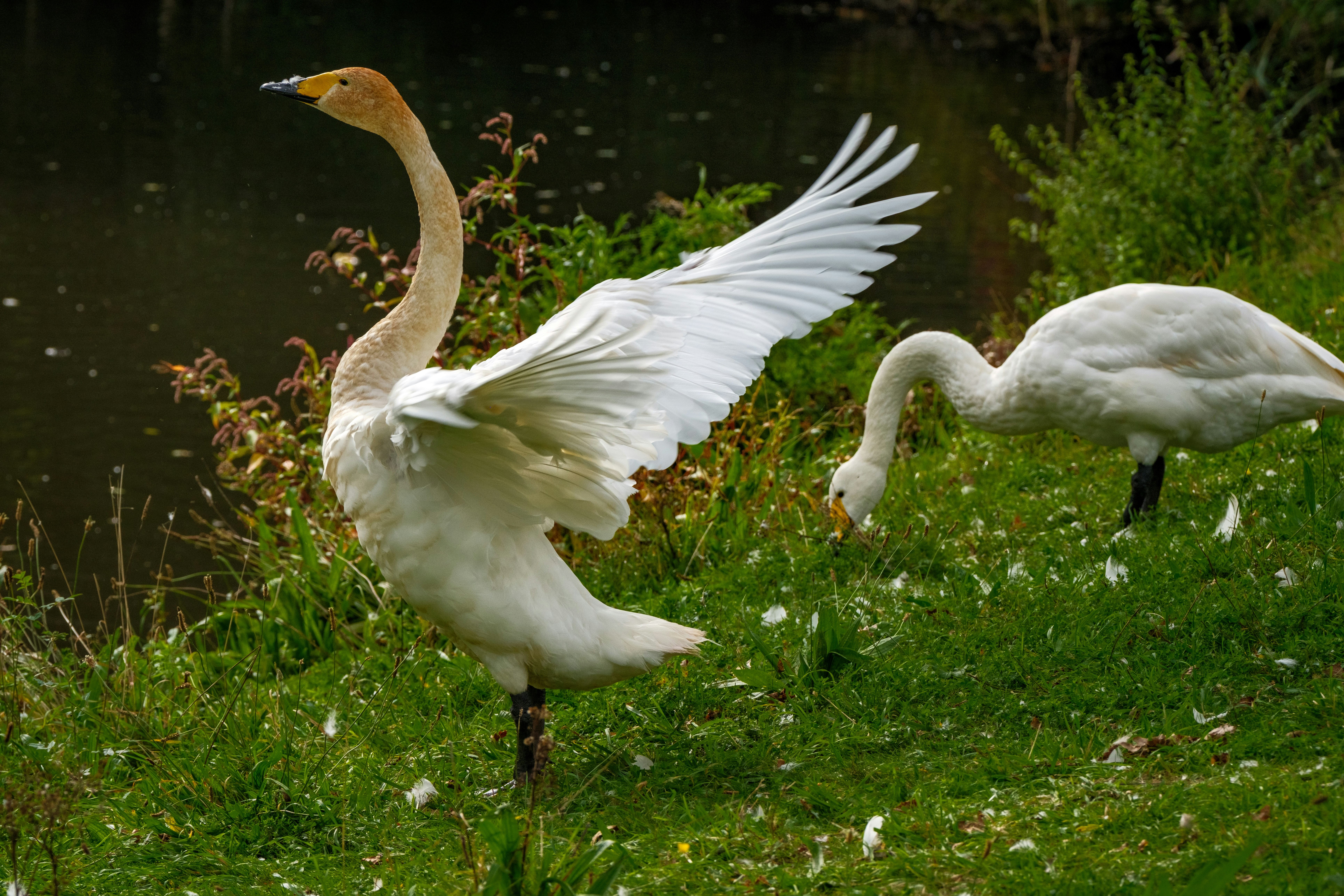 Photo by haberdoedas