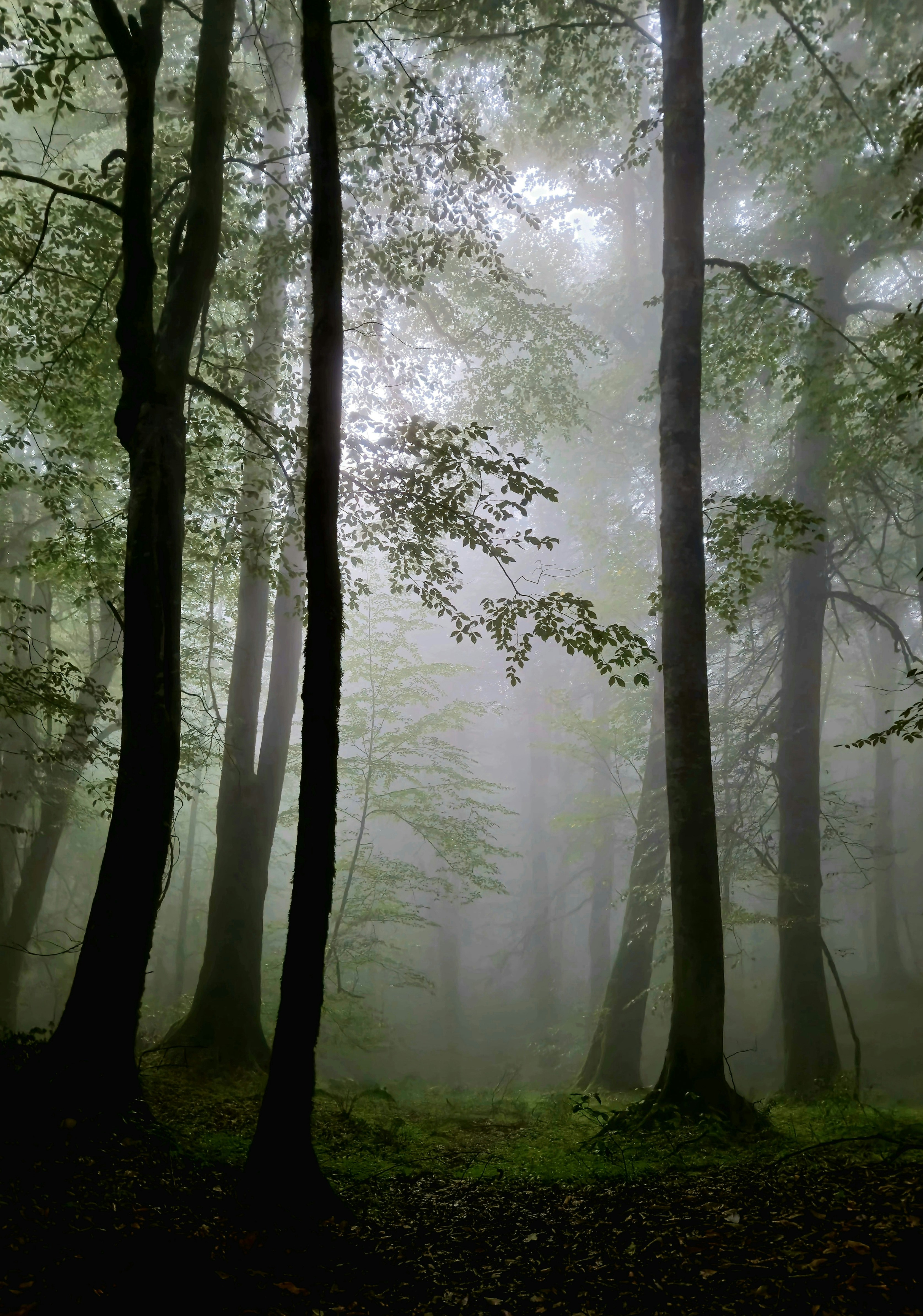 A foggy forest filled with lots of trees