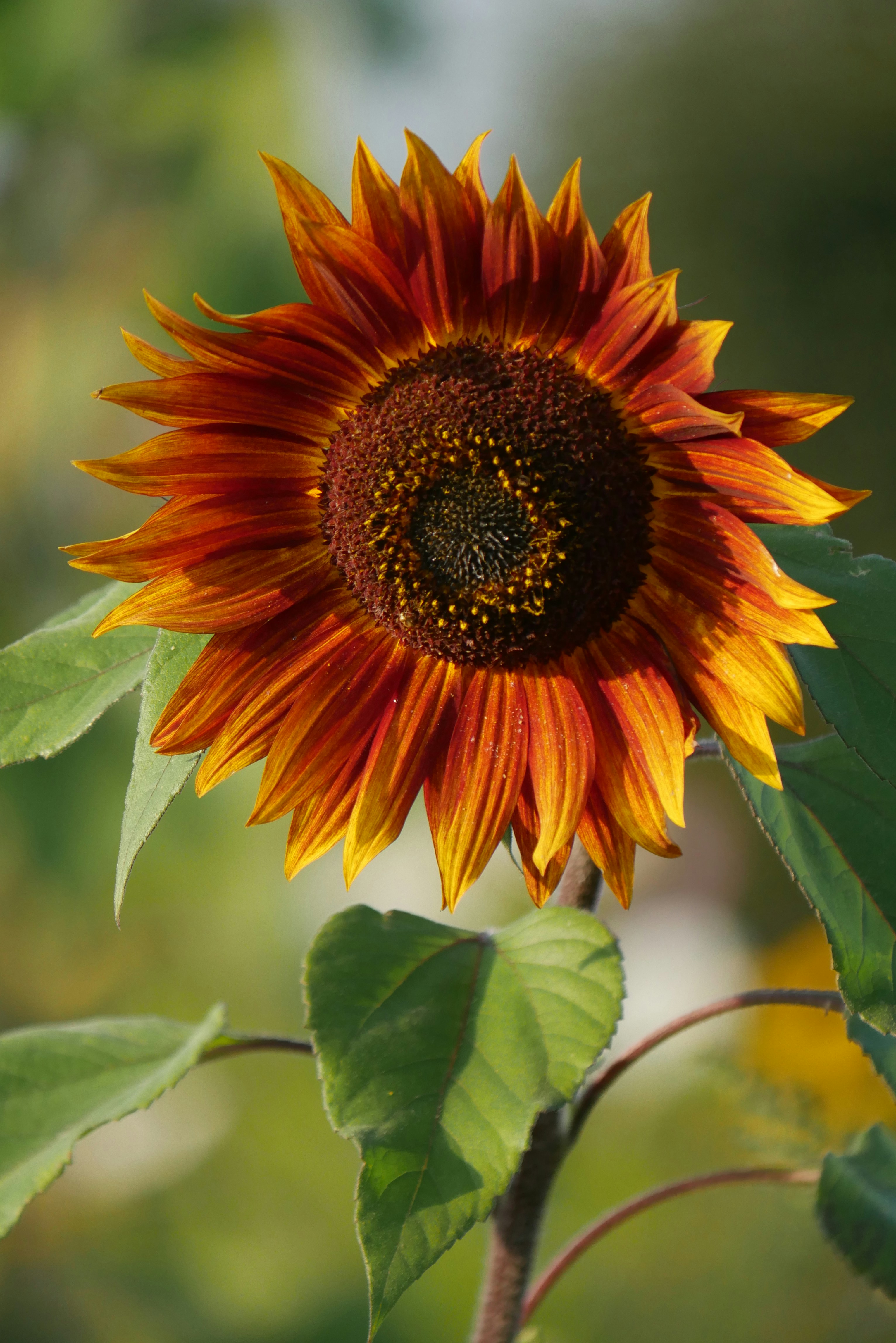 A close up of a sunflower with a blurry background