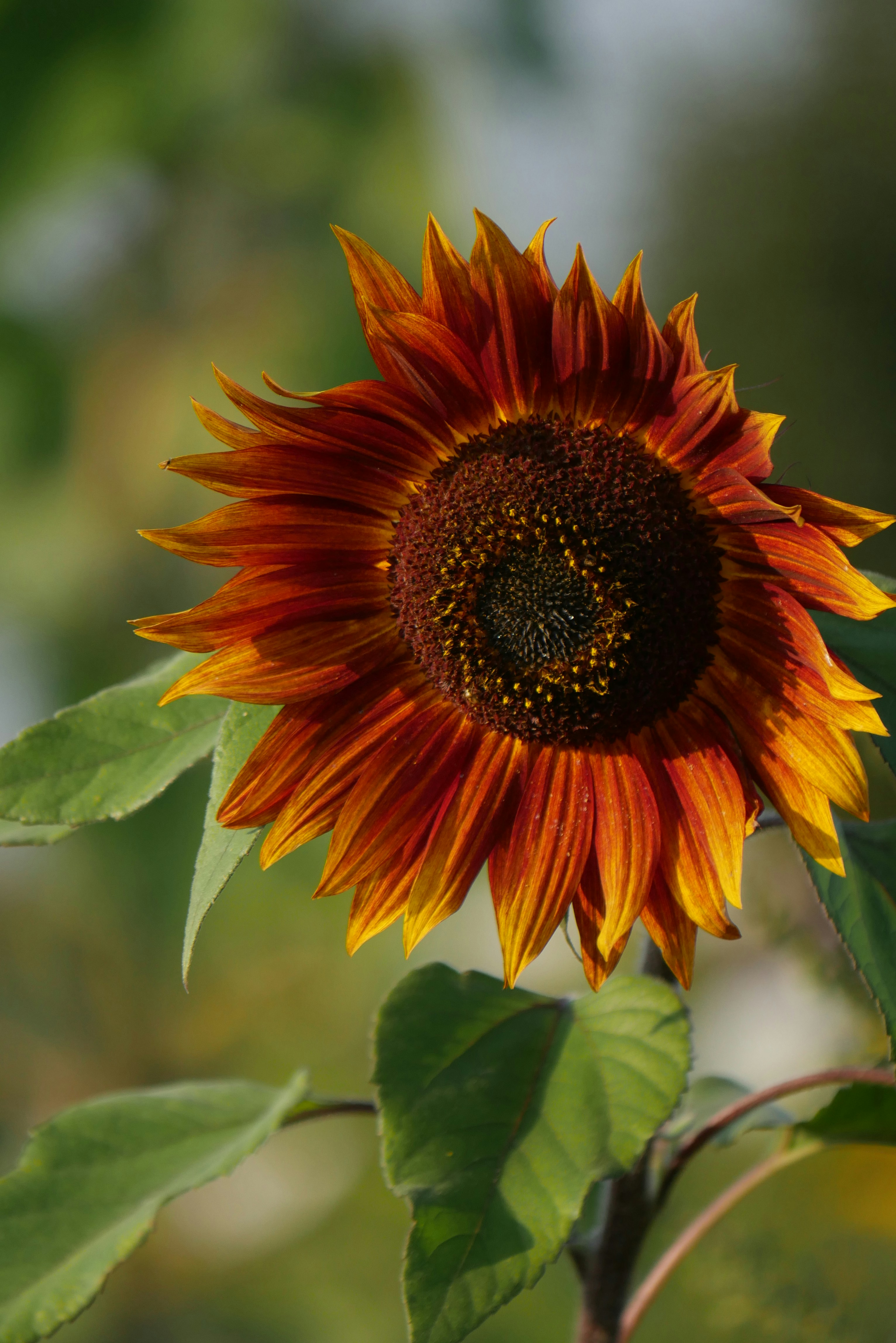 A large sunflower with green leaves on a sunny day
