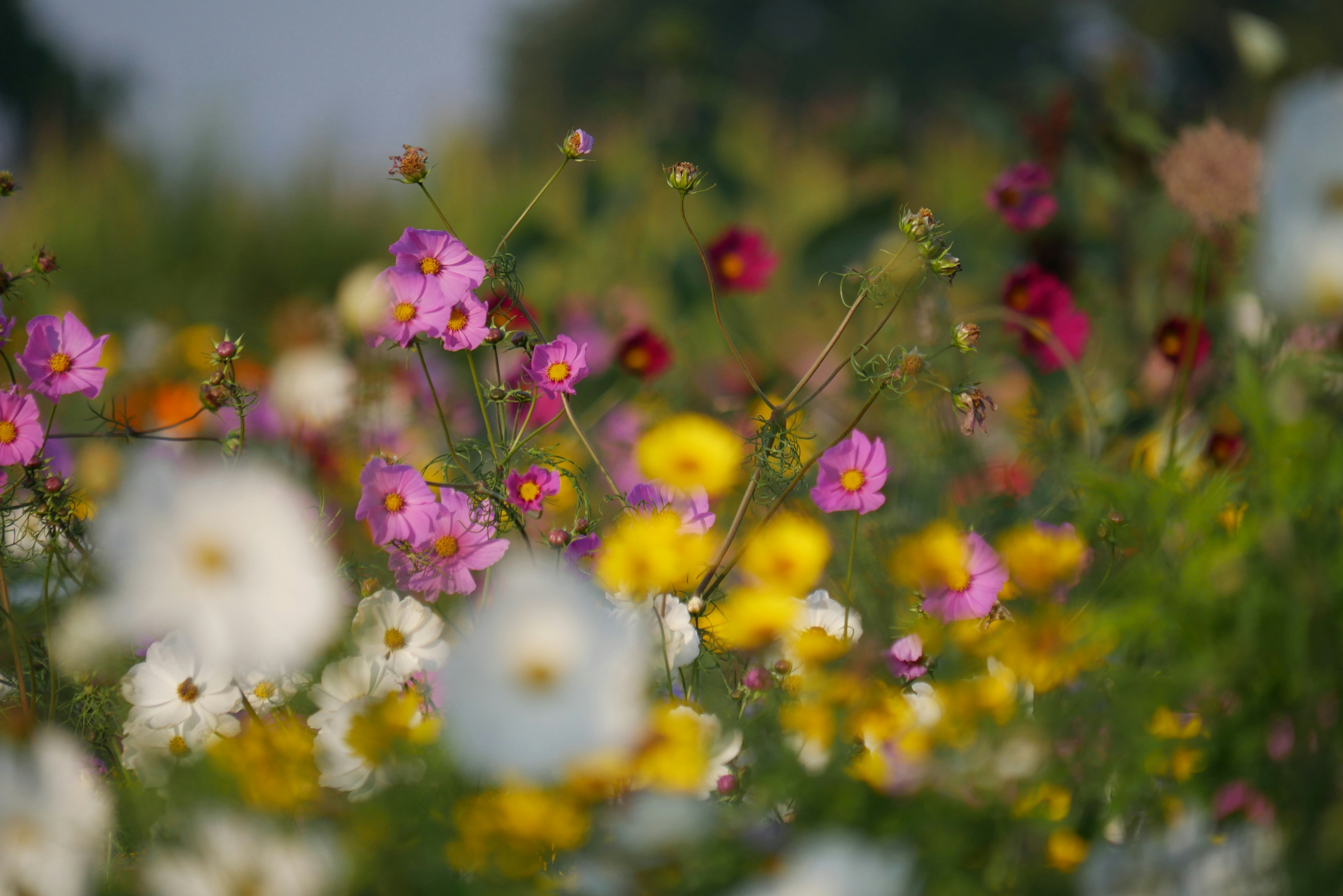A field full of flowers with a sky background