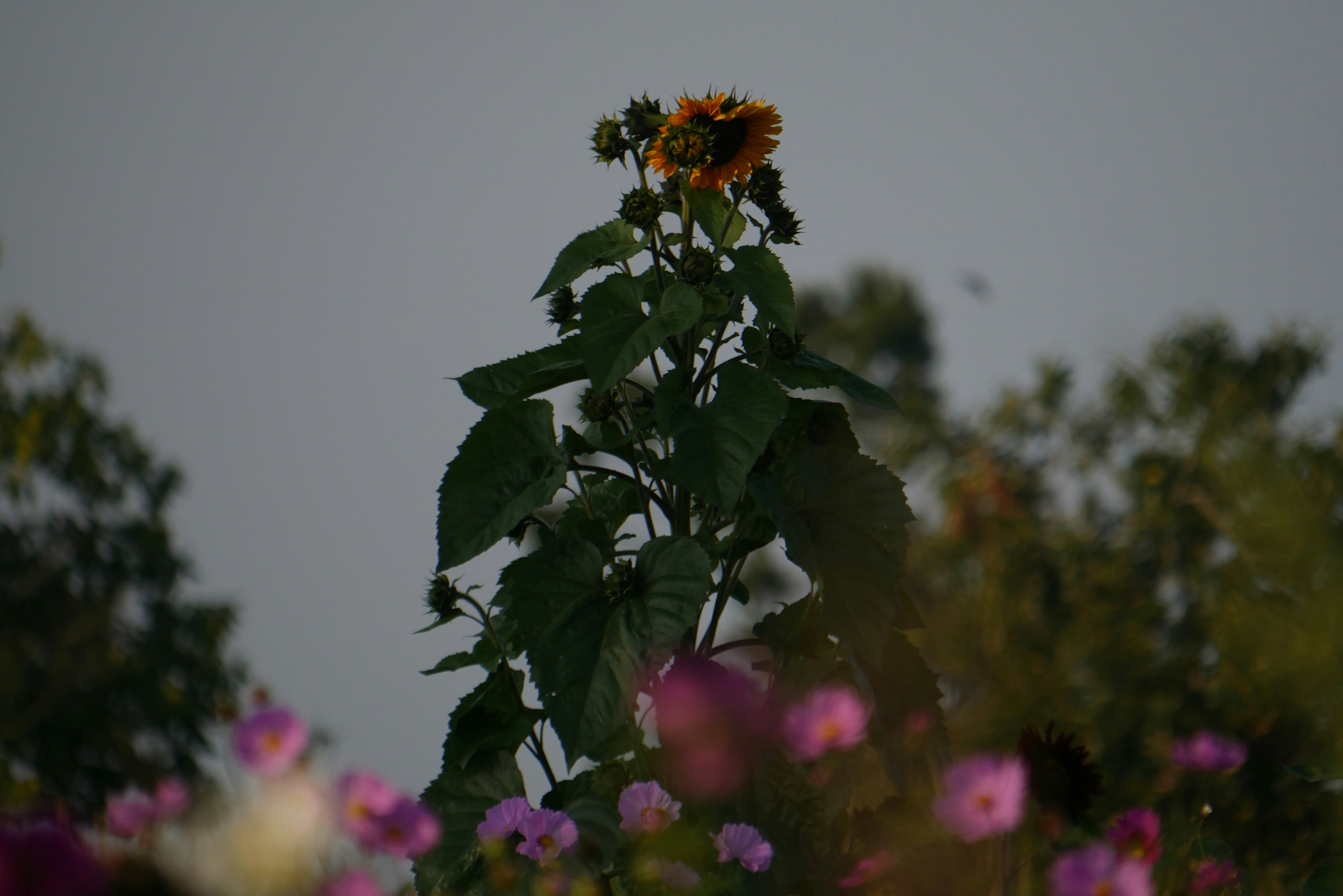 A sunflower in the middle of a field of flowers
