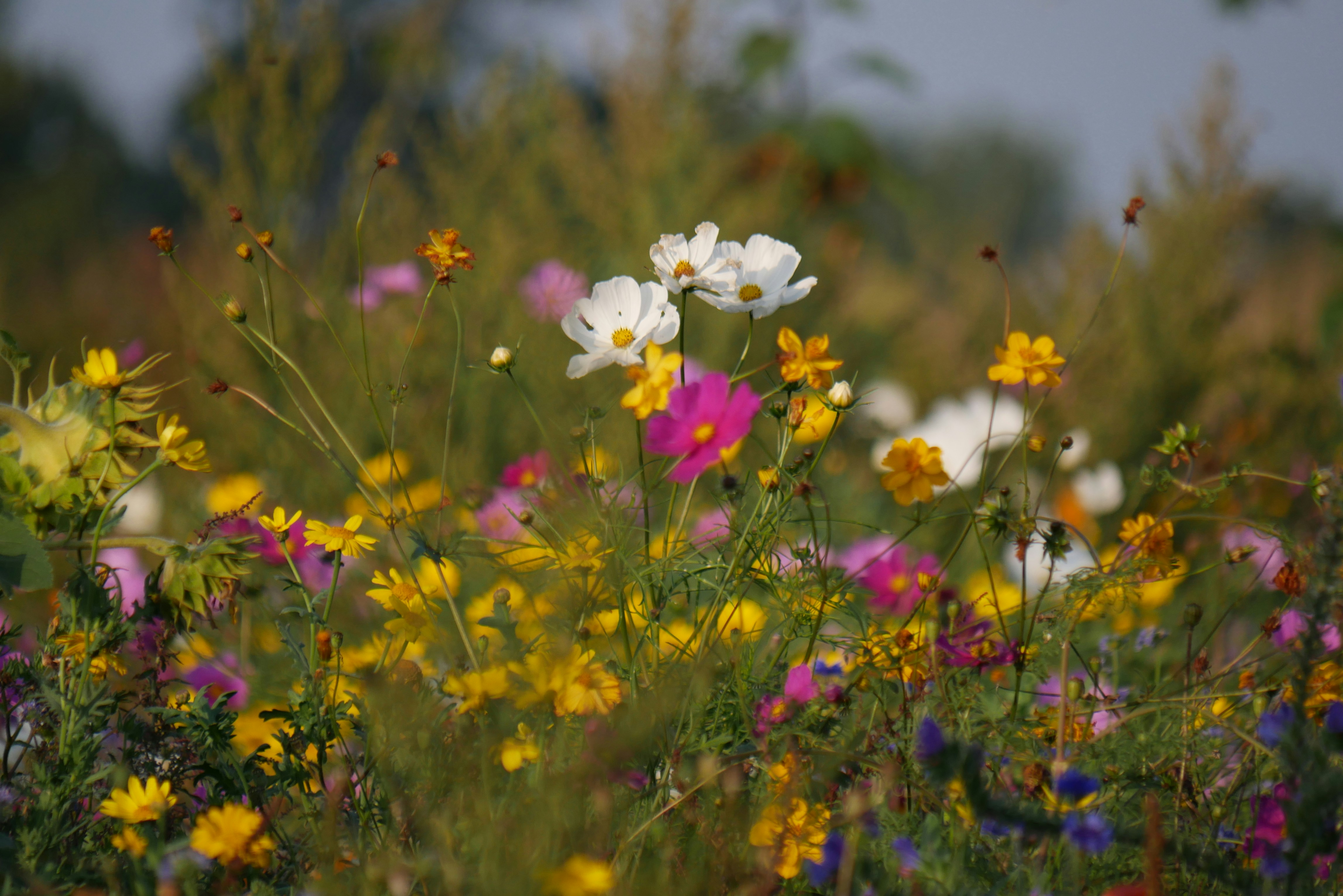 A field full of wildflowers and other flowers