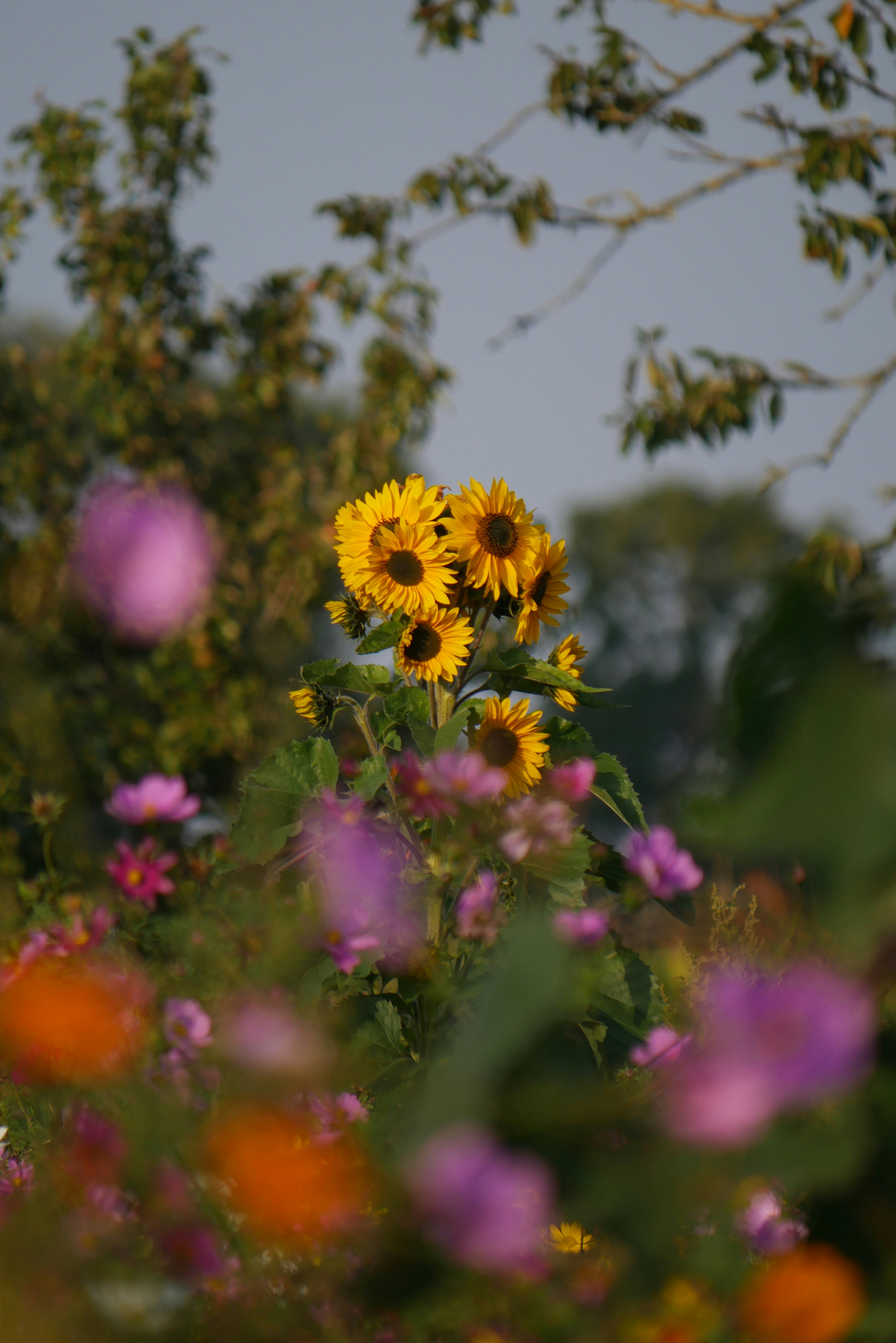 Photo by mattseymour