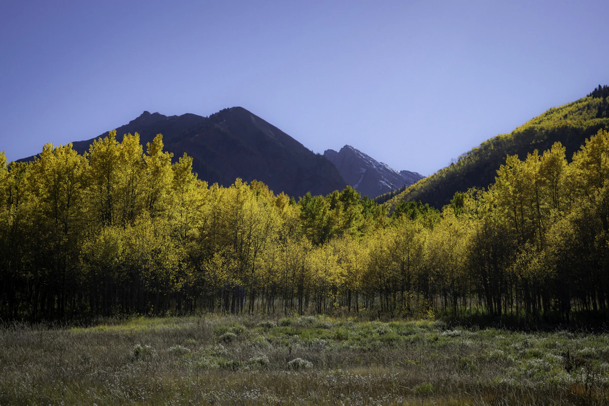 A field with trees and mountains in the background