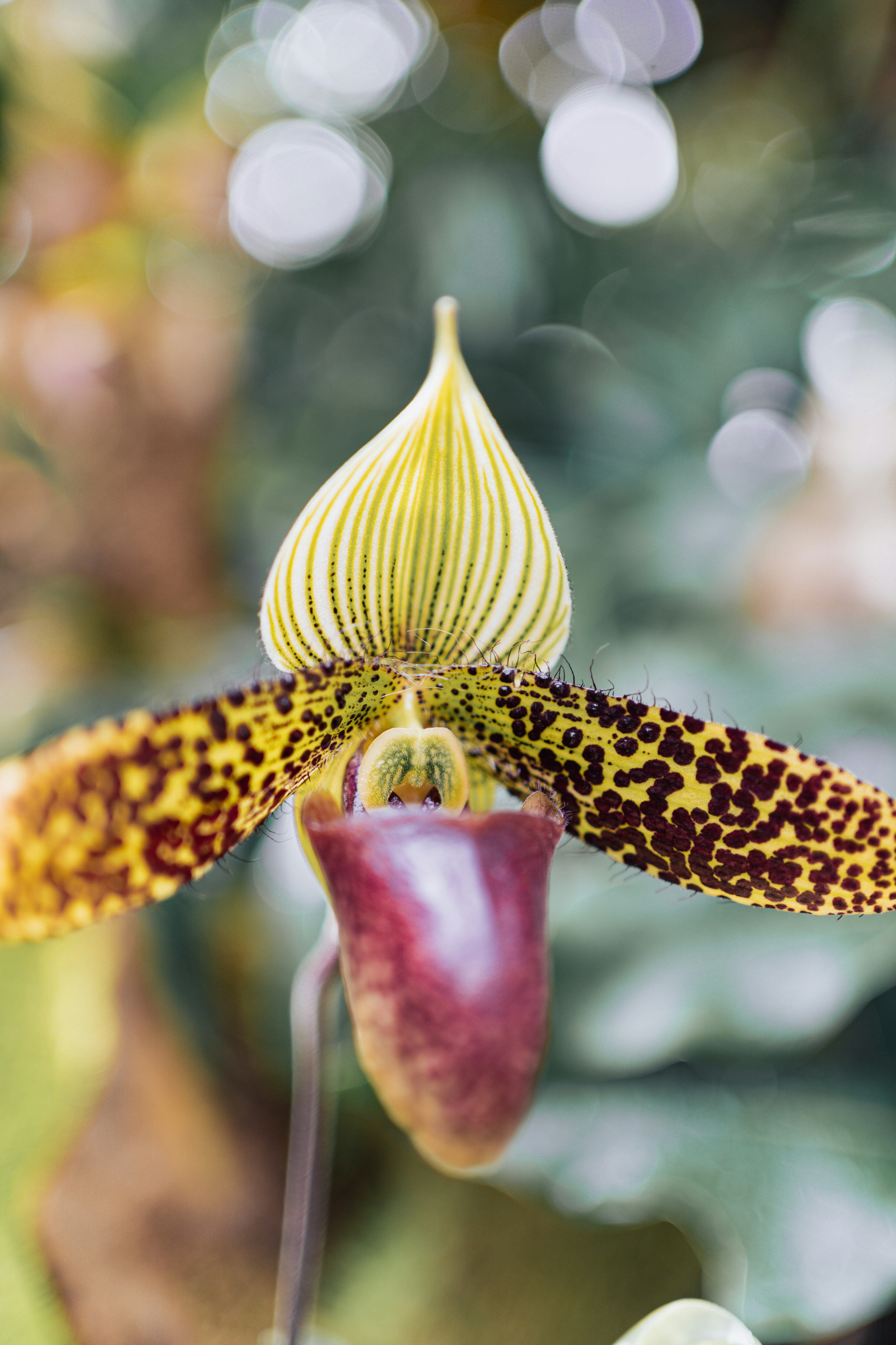 A close up of a flower with a blurry background