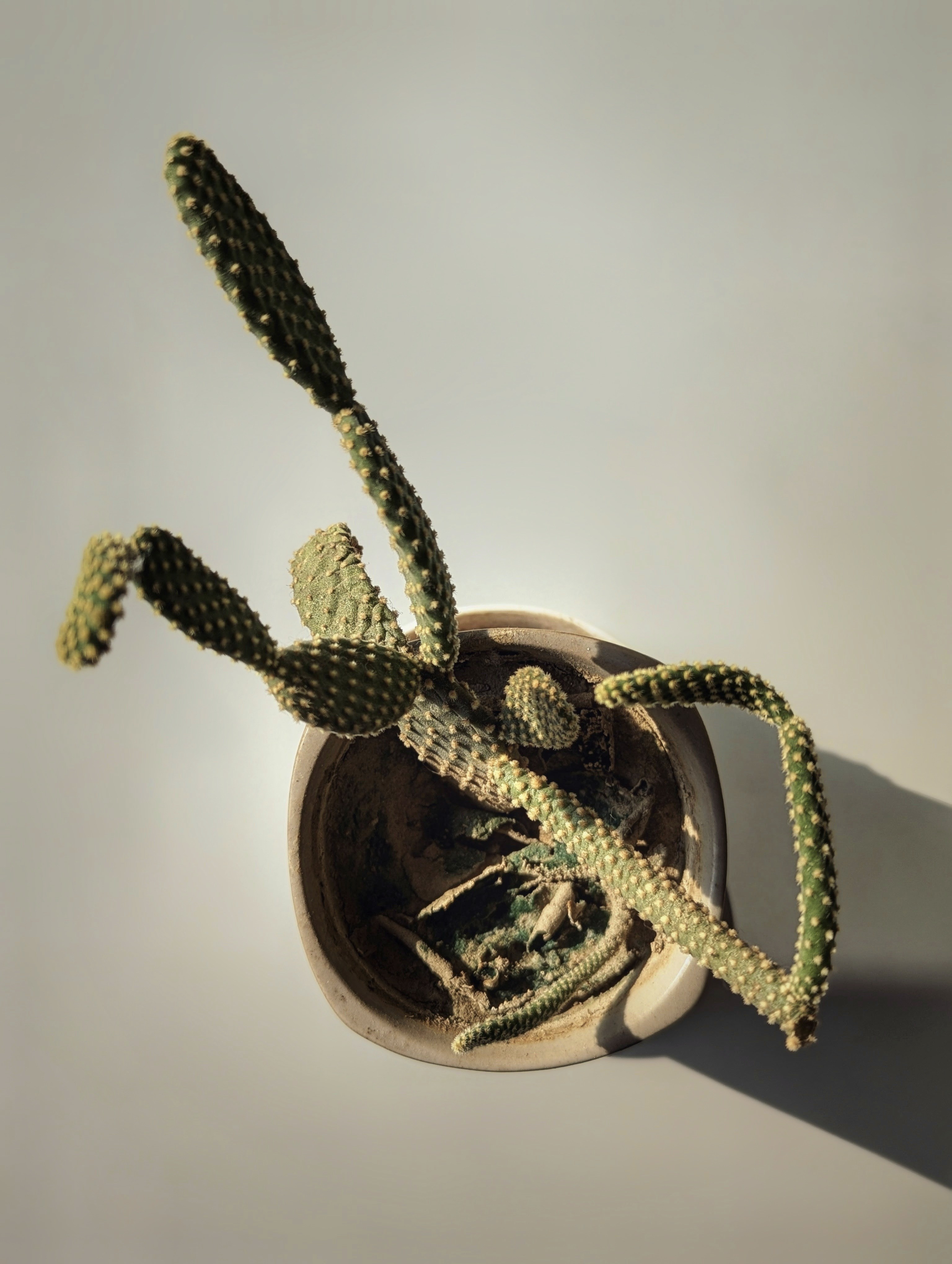 Ein Kaktus in einem Topf mit einem Schatten an der Wand