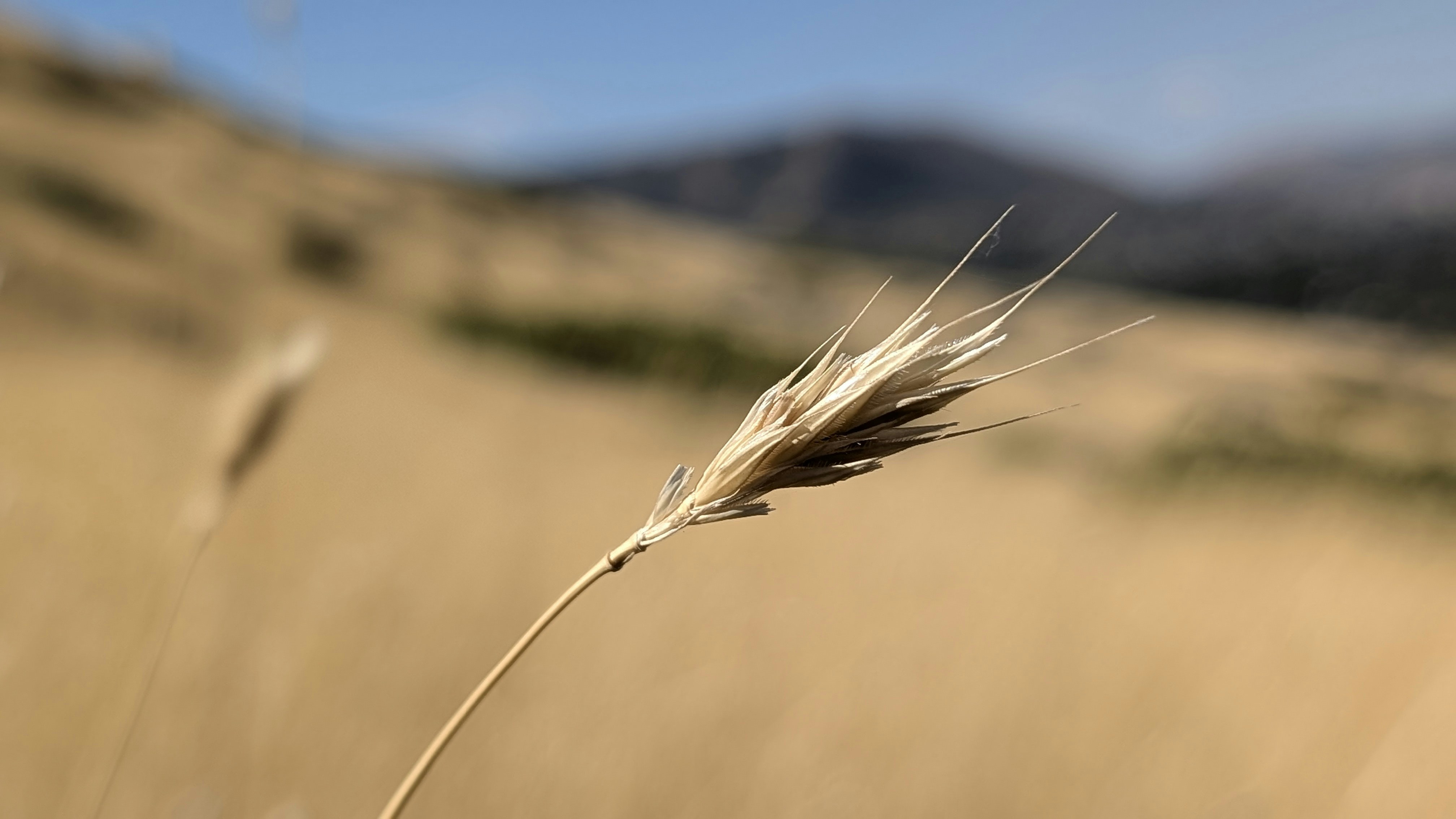 Un primo piano di una pianta in un campo