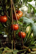 A bunch of tomatoes growing in a garden