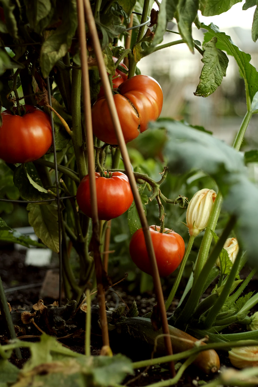 Tomatoes in Brightmoor