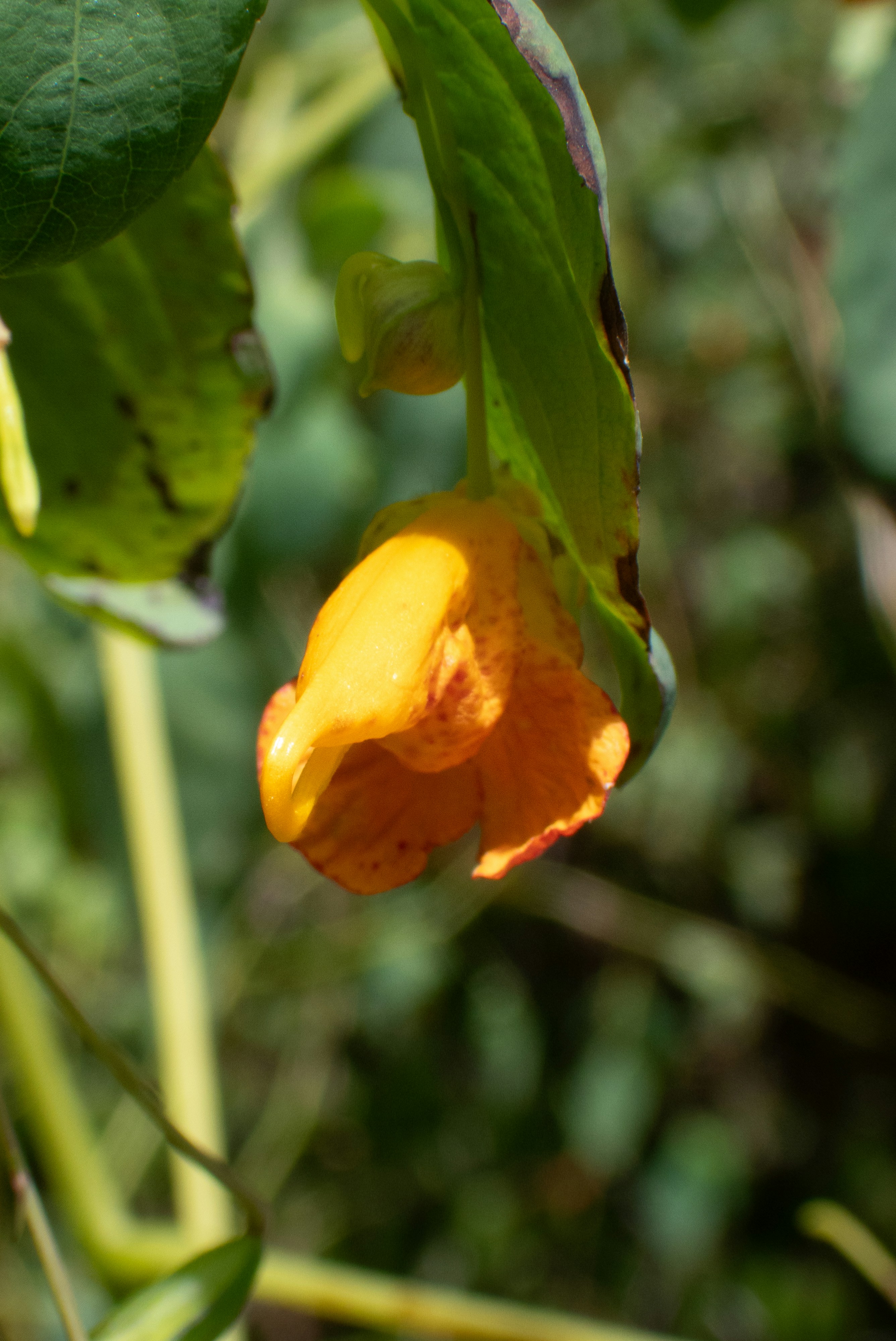 Photo by attaliehart