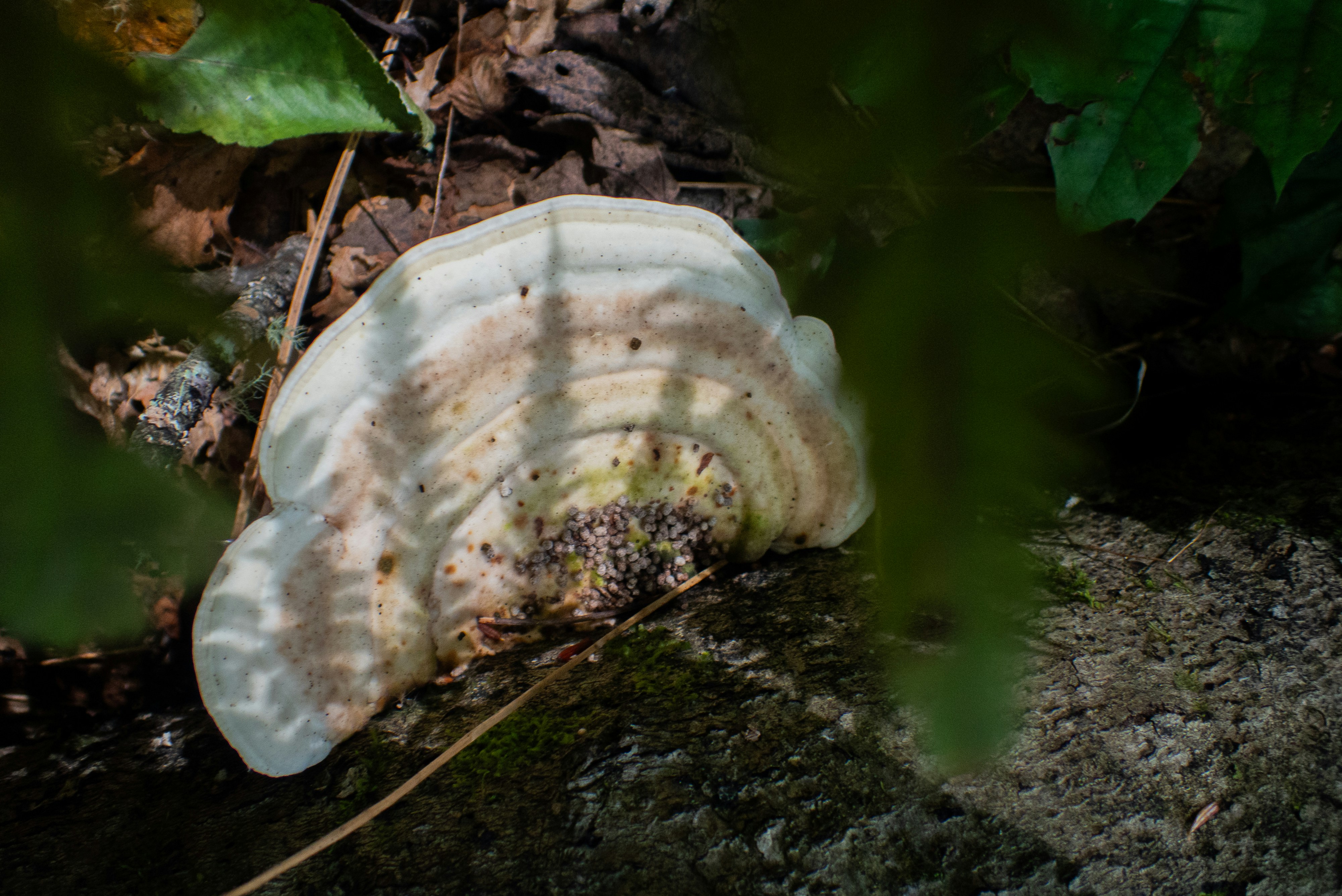 Photo by attaliehart