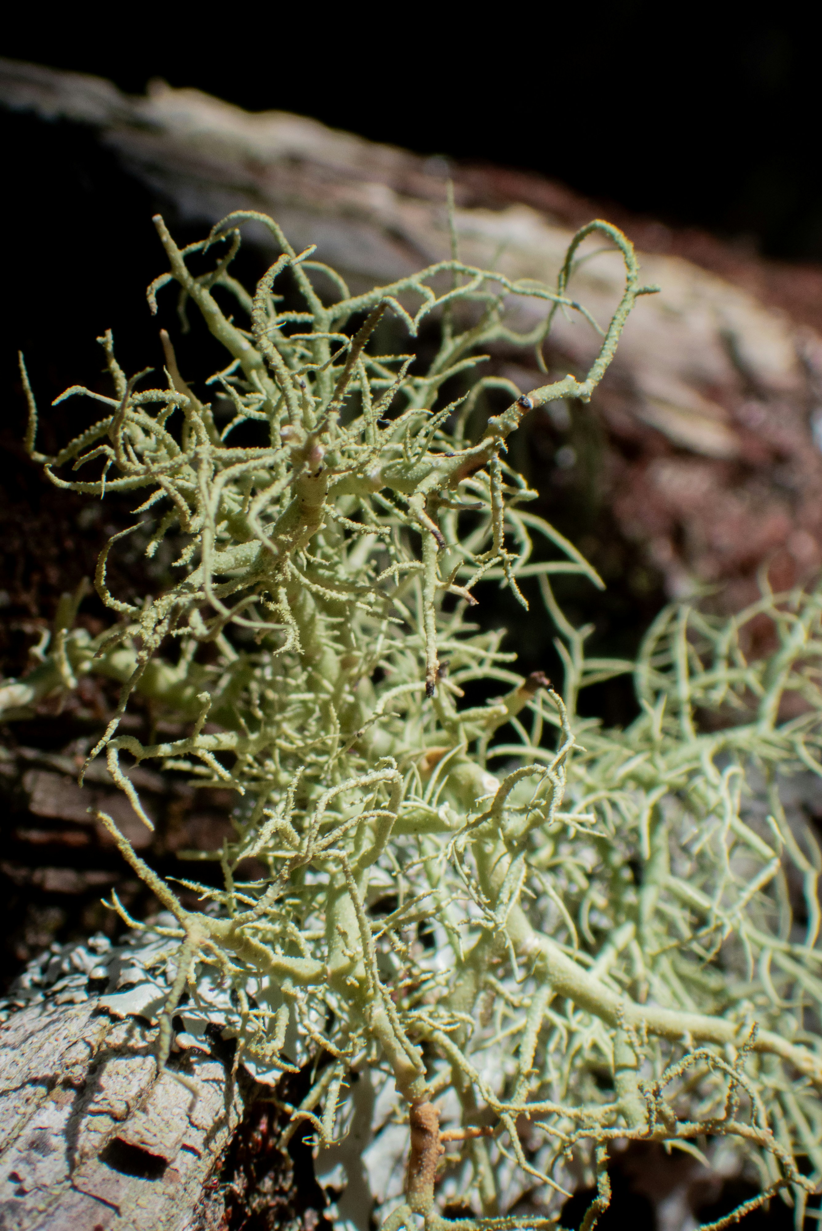 Photo by attaliehart