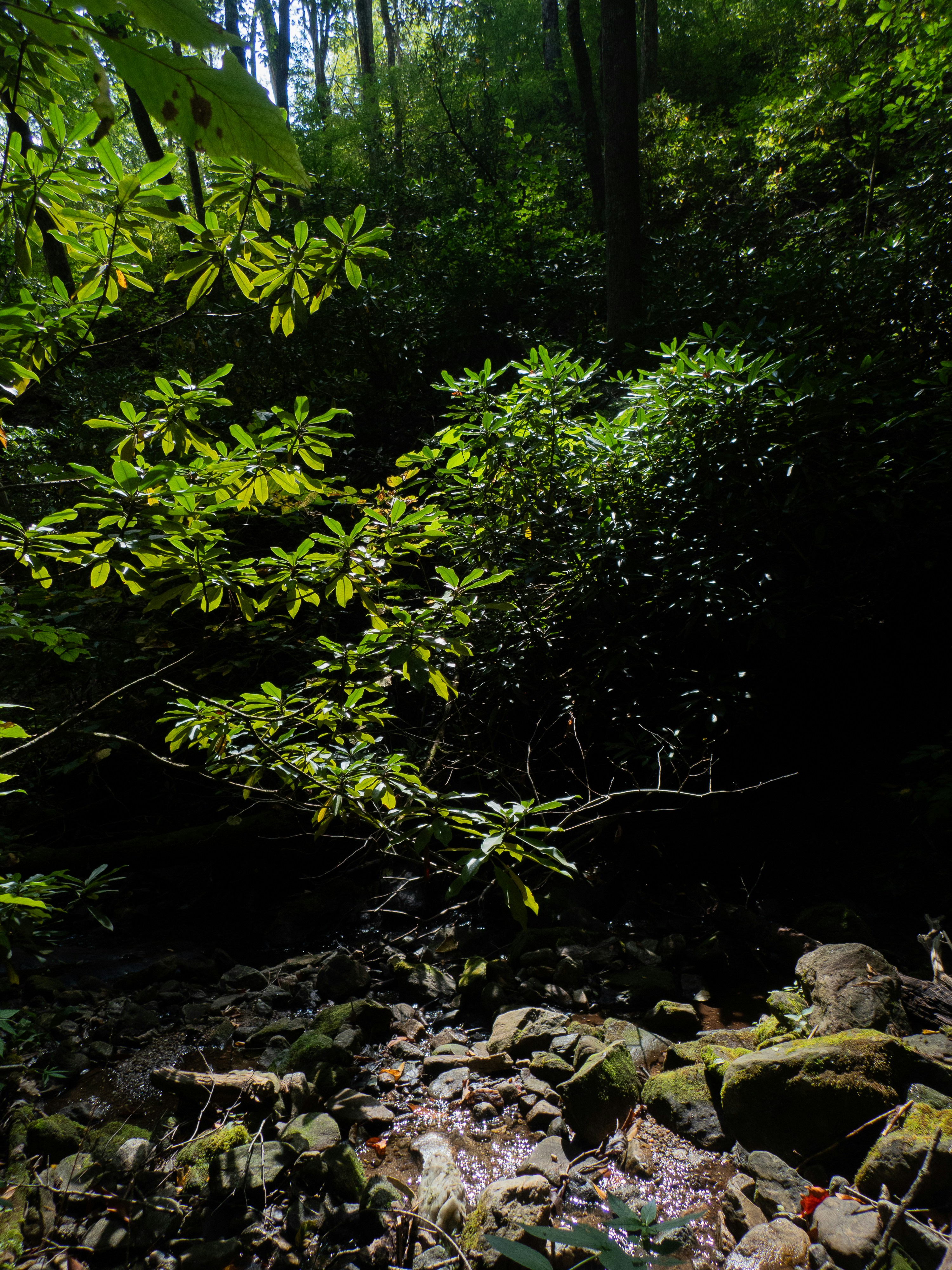 Photo by attaliehart