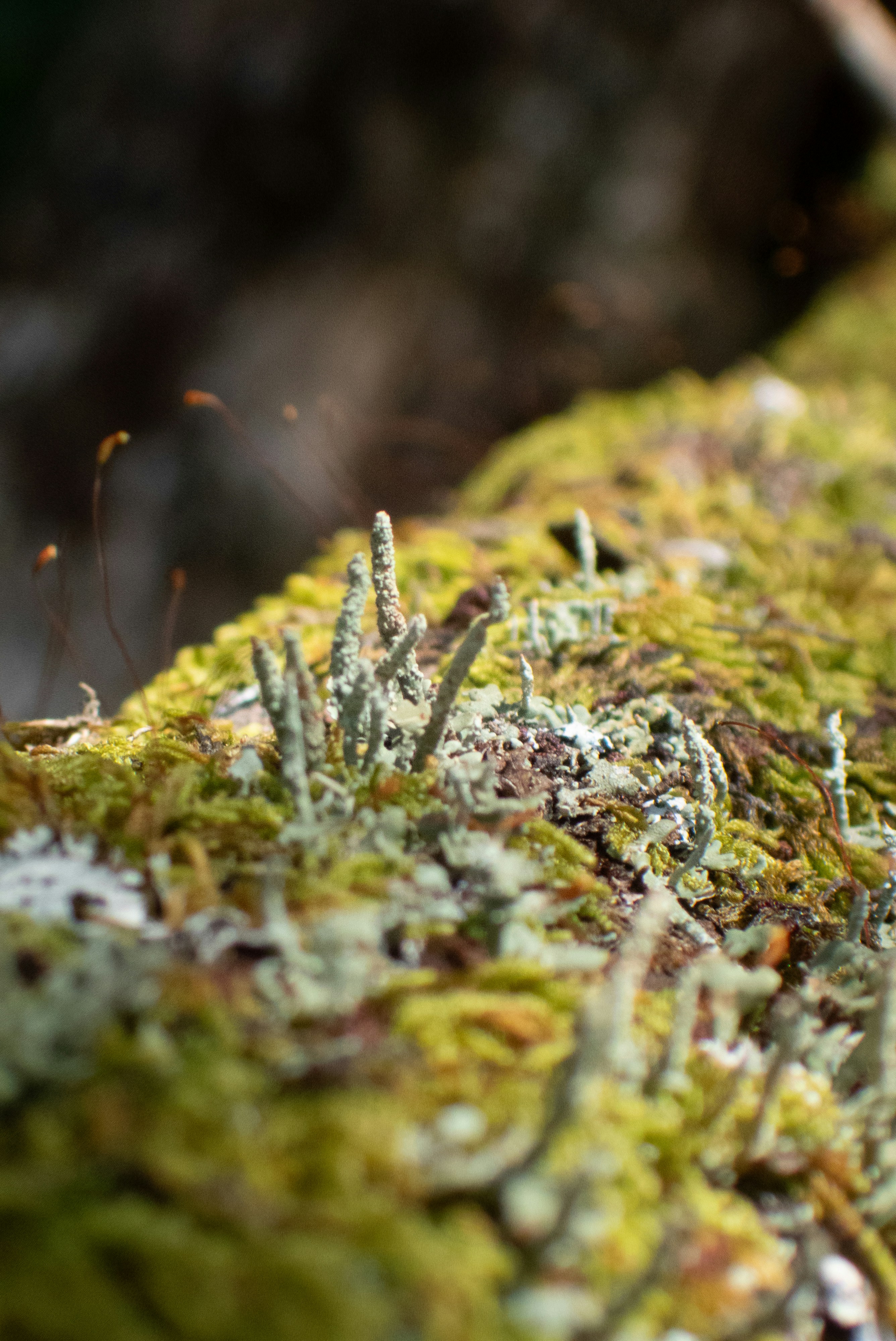 Photo by attaliehart