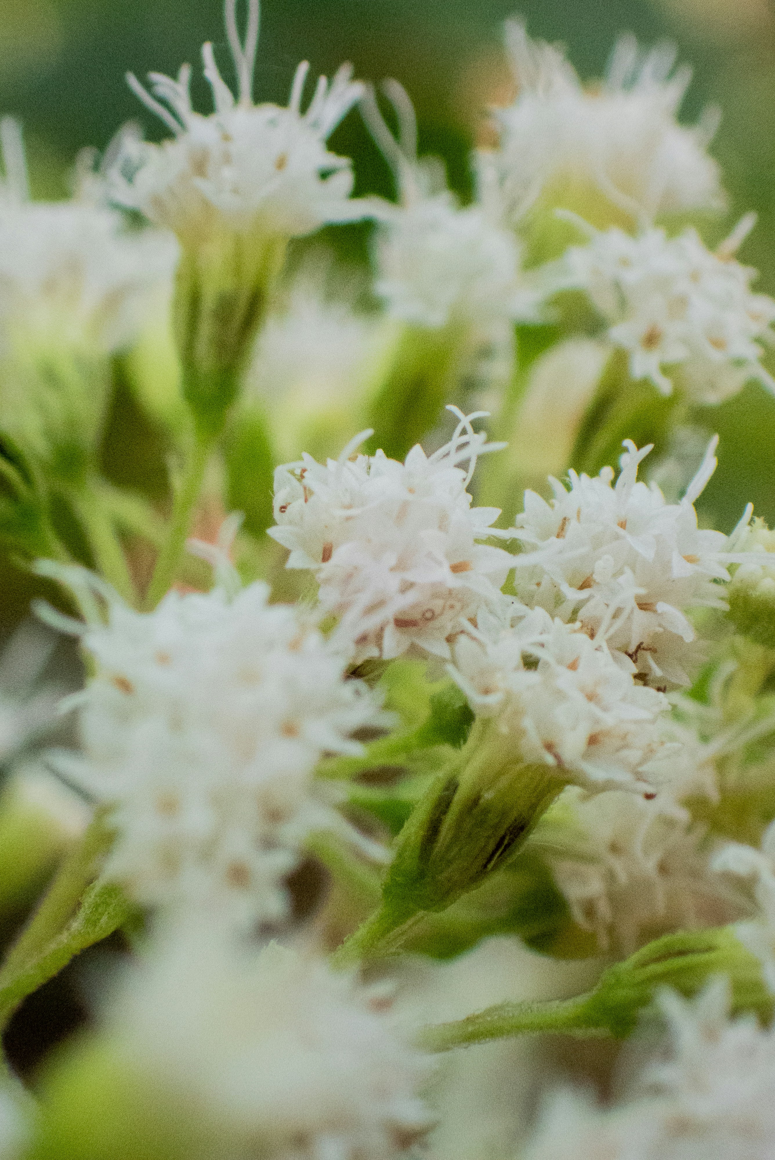 Nahaufnahme eines Straußes weißer Blumen