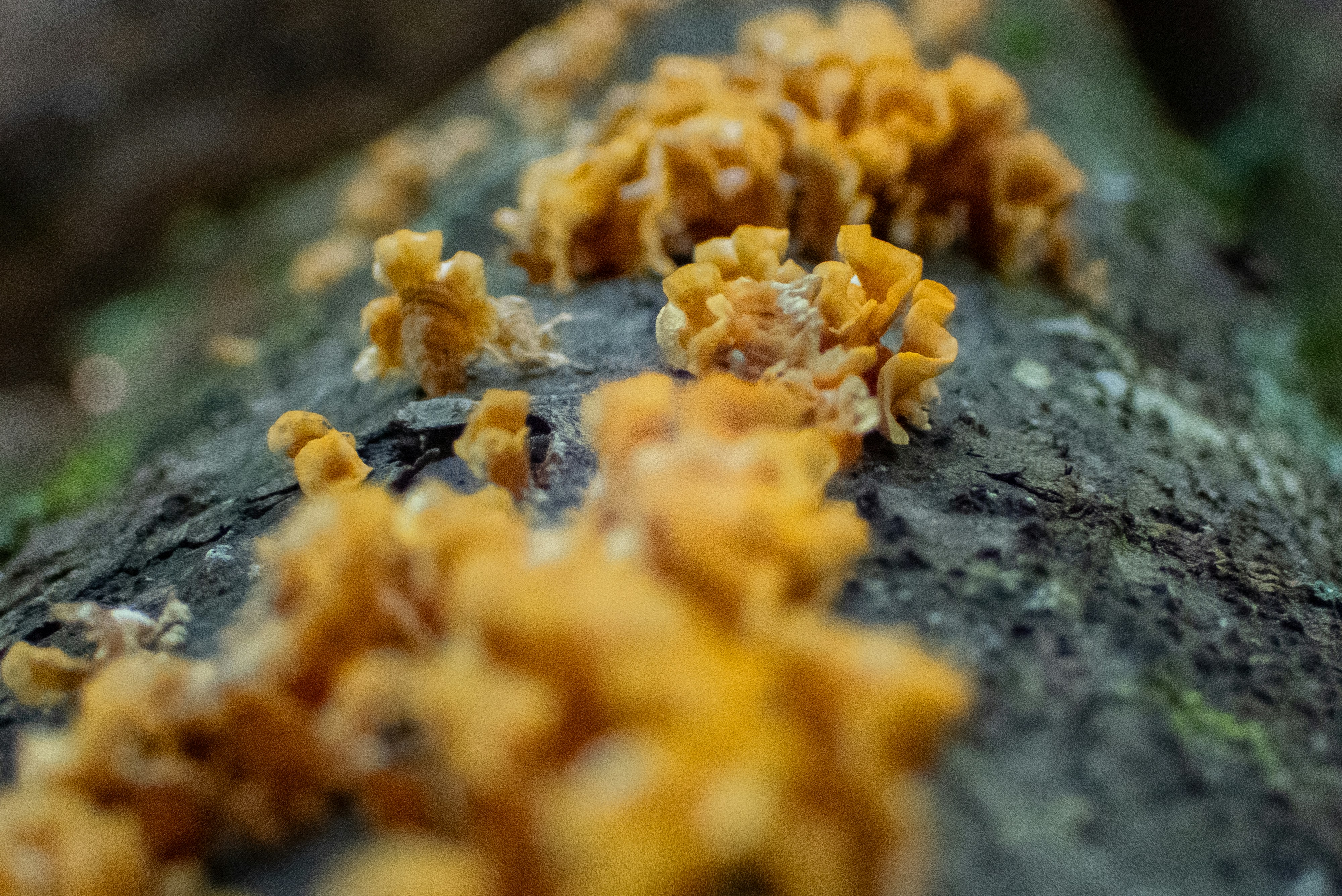 Photo by attaliehart