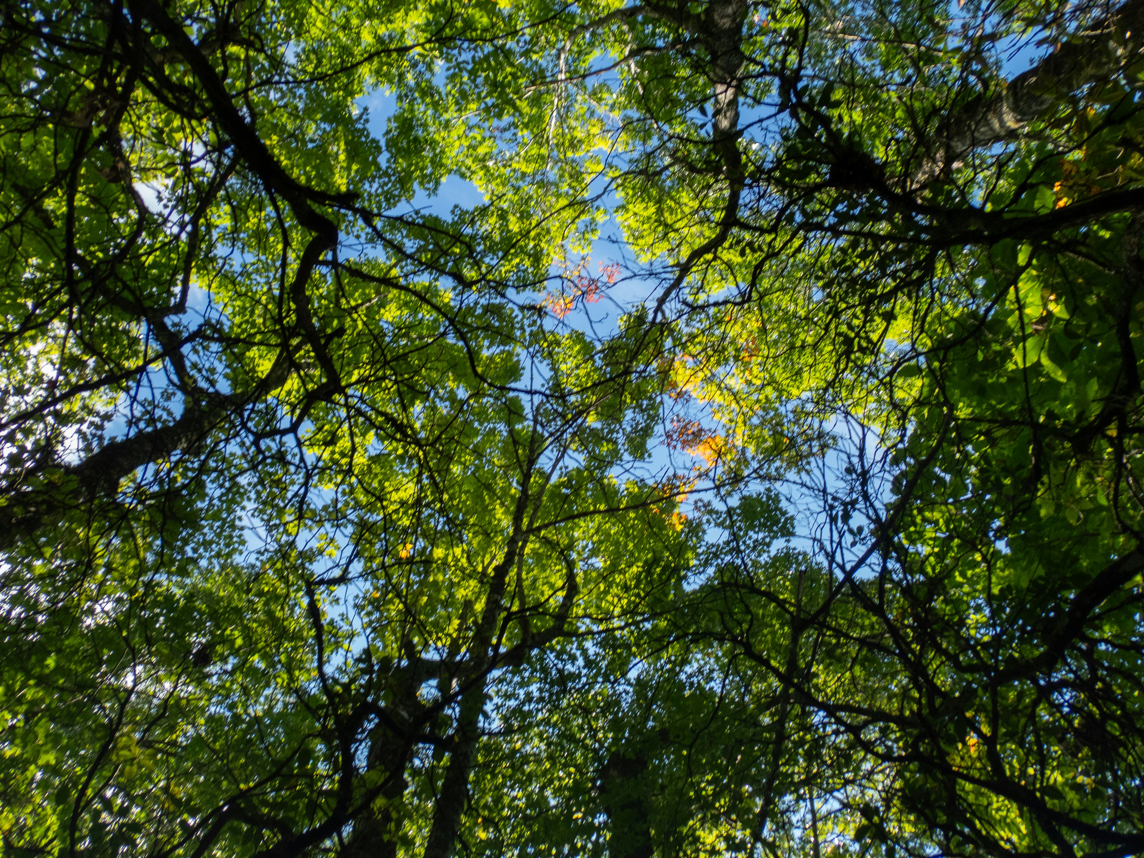 Photo by attaliehart