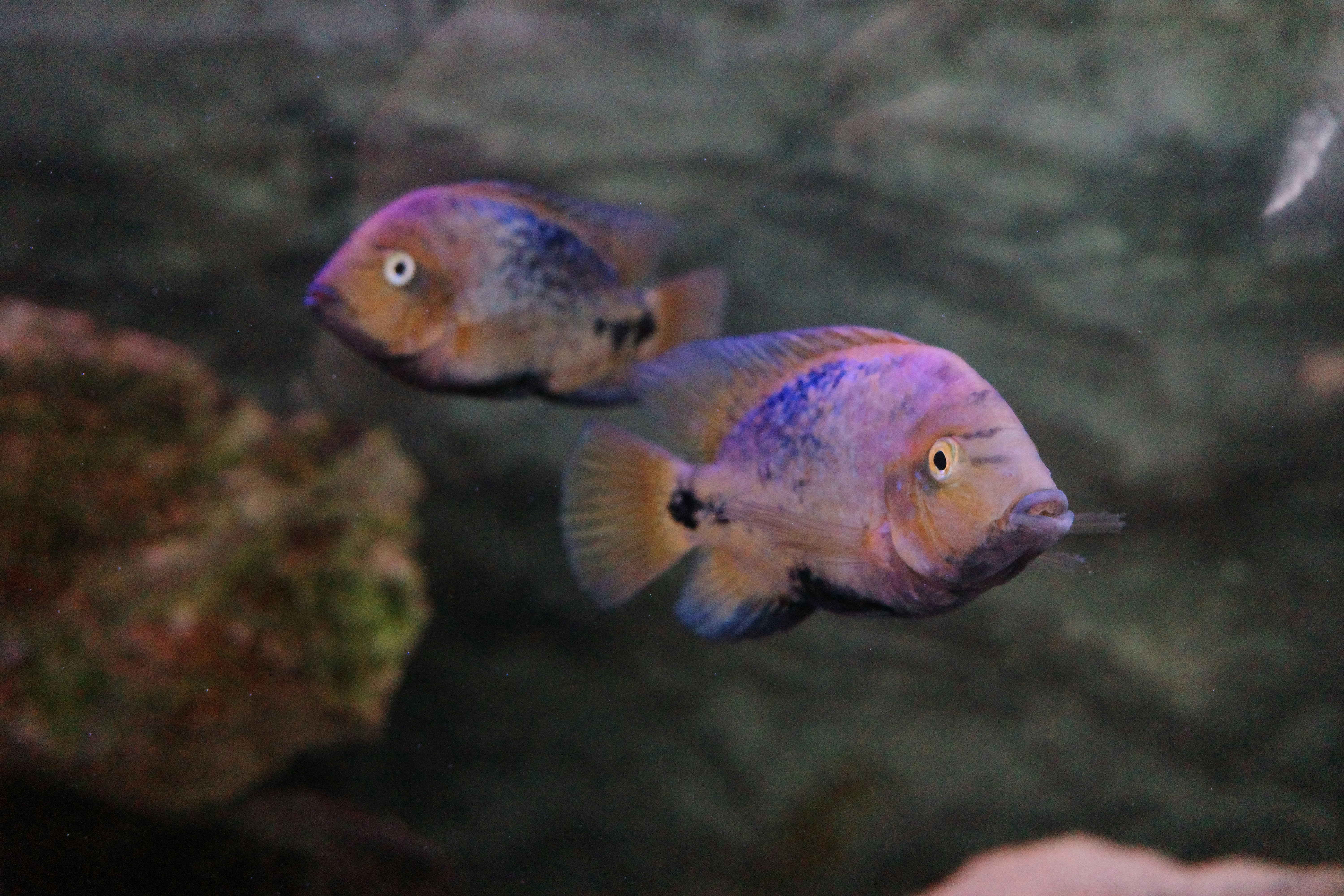 Photo by dmitrii_filatov