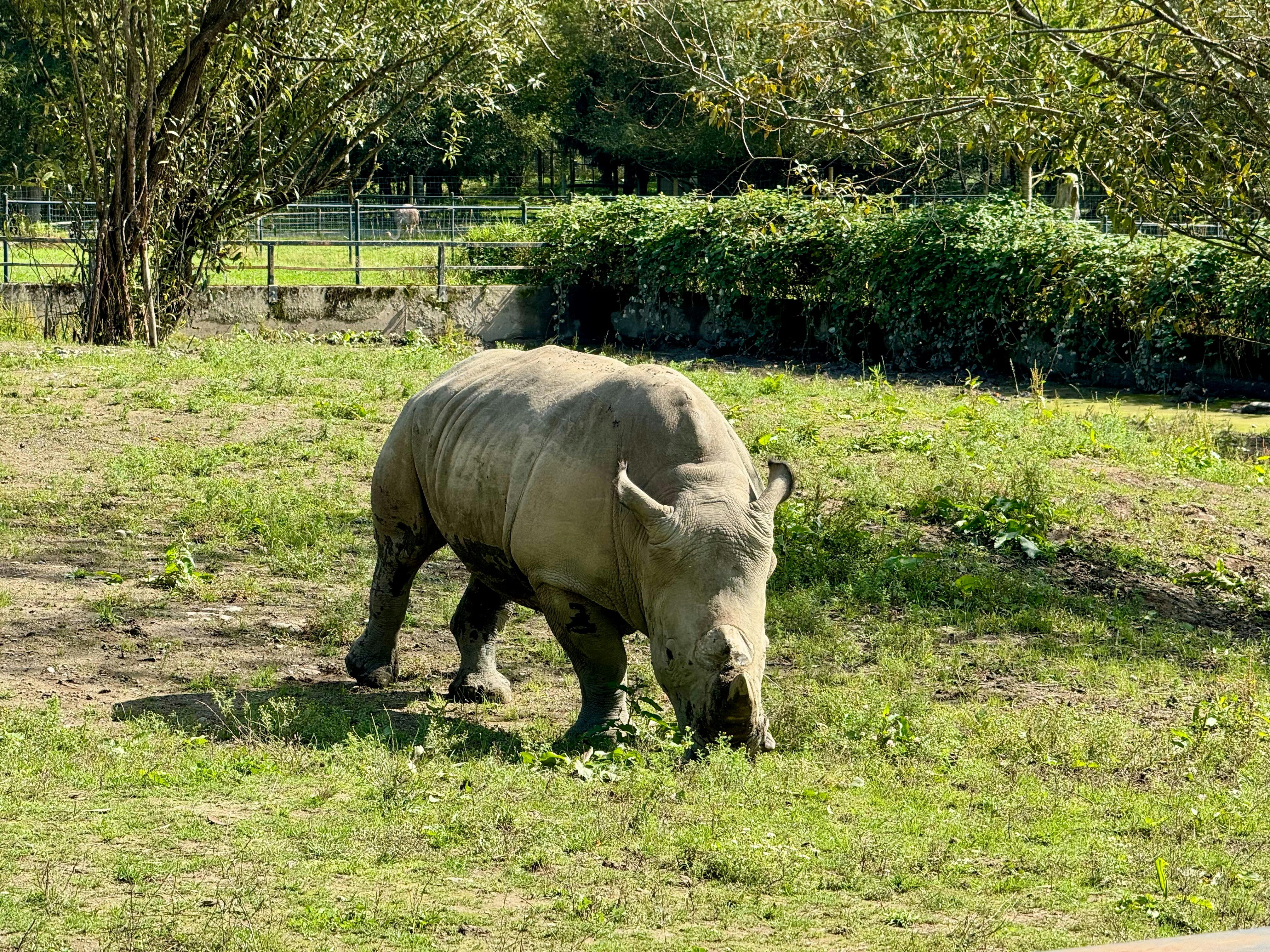 Ein Nashorn, das auf Gras in einem eingezäunten Bereich grast