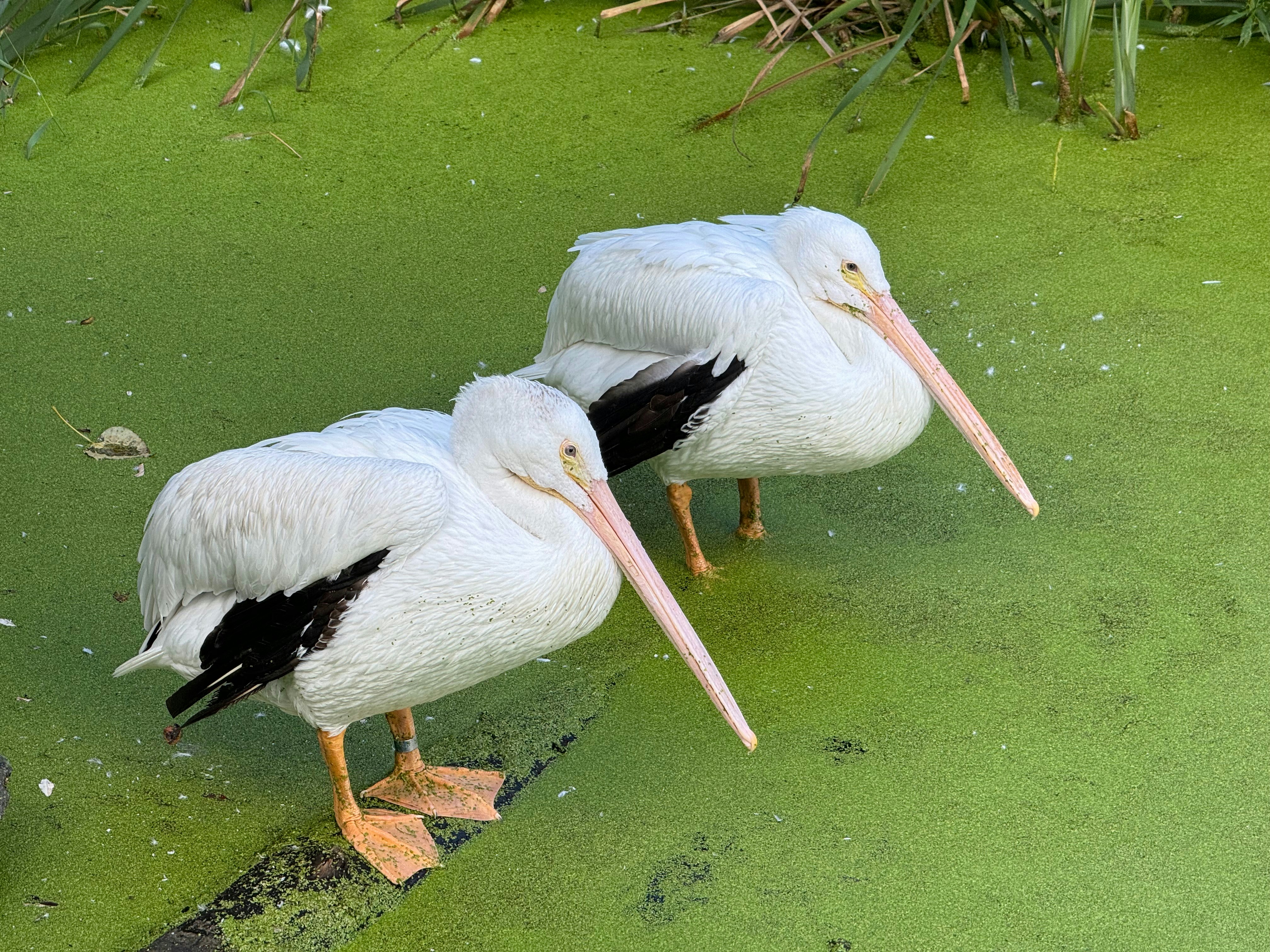 Zwei weiße Pelikane stehen im Wasser