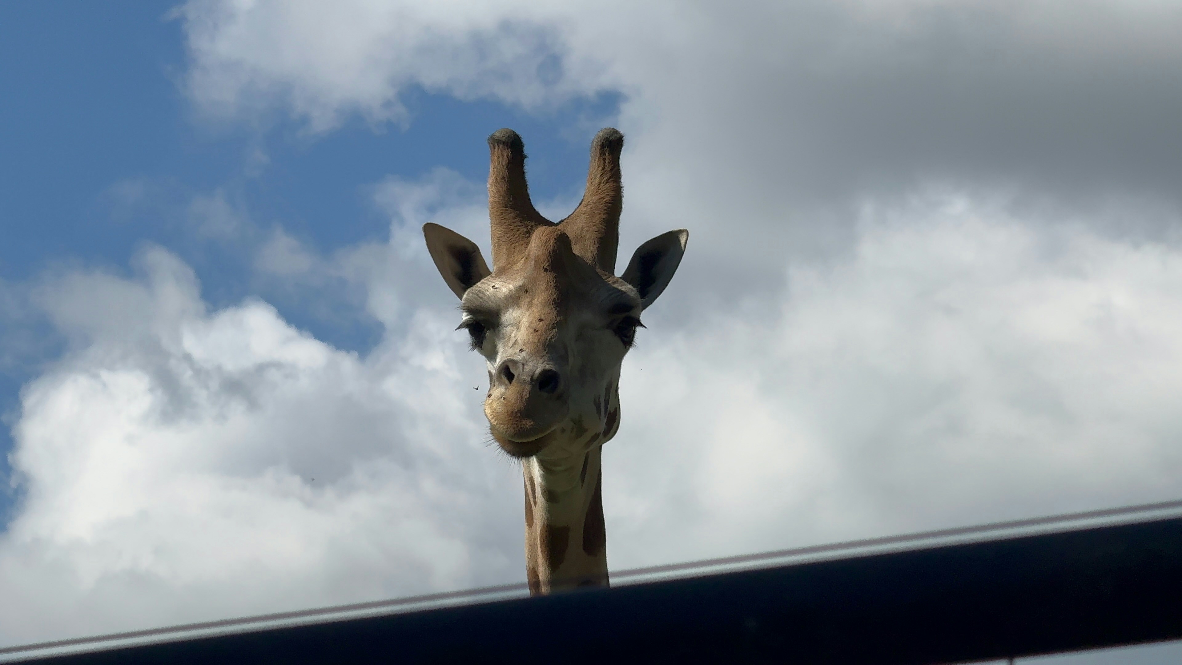 Eine Giraffe, die ihren Kopf über einen Zaun streckt
