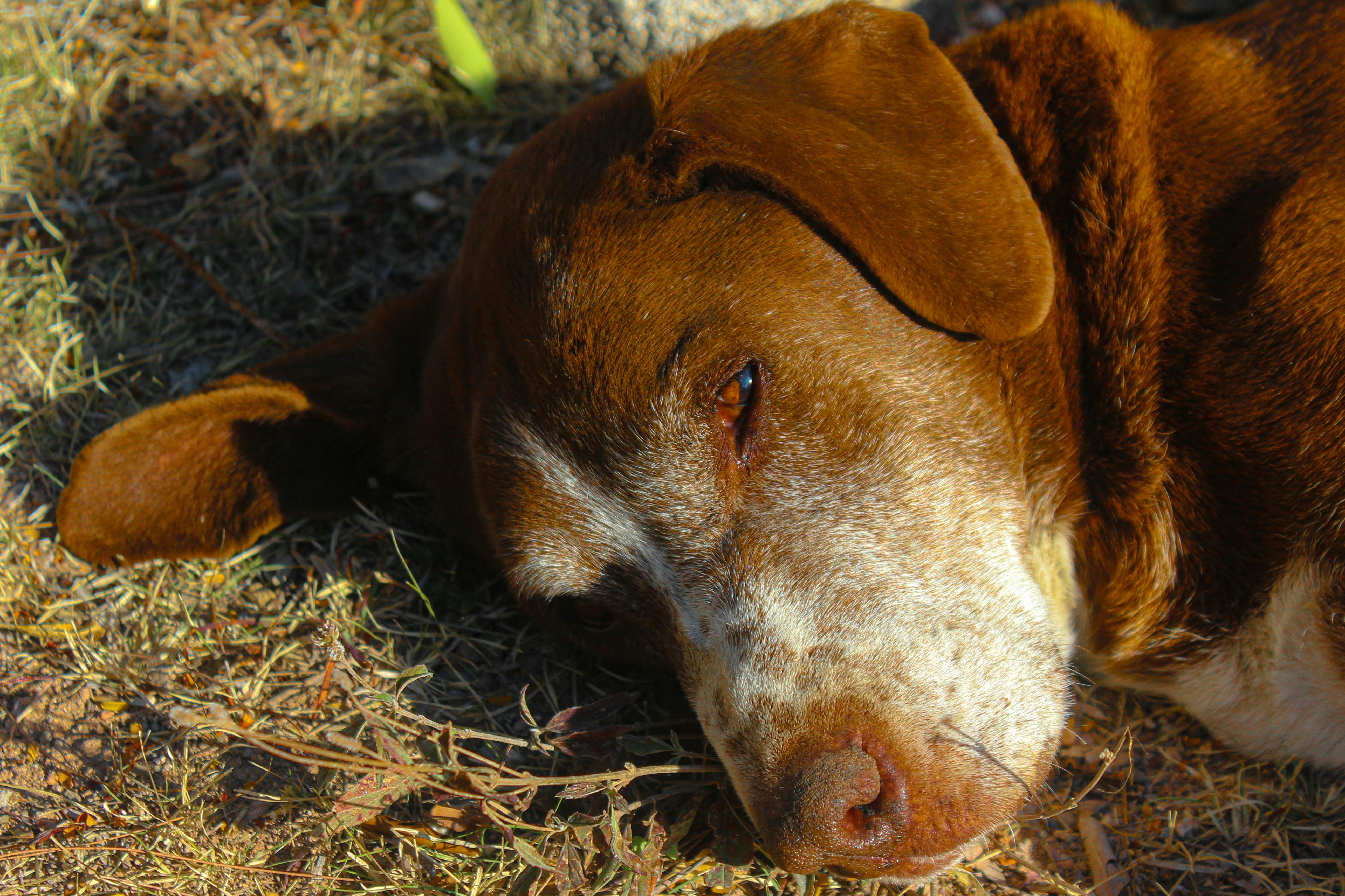 A brown and white dog laying on top of a grass covered field photo