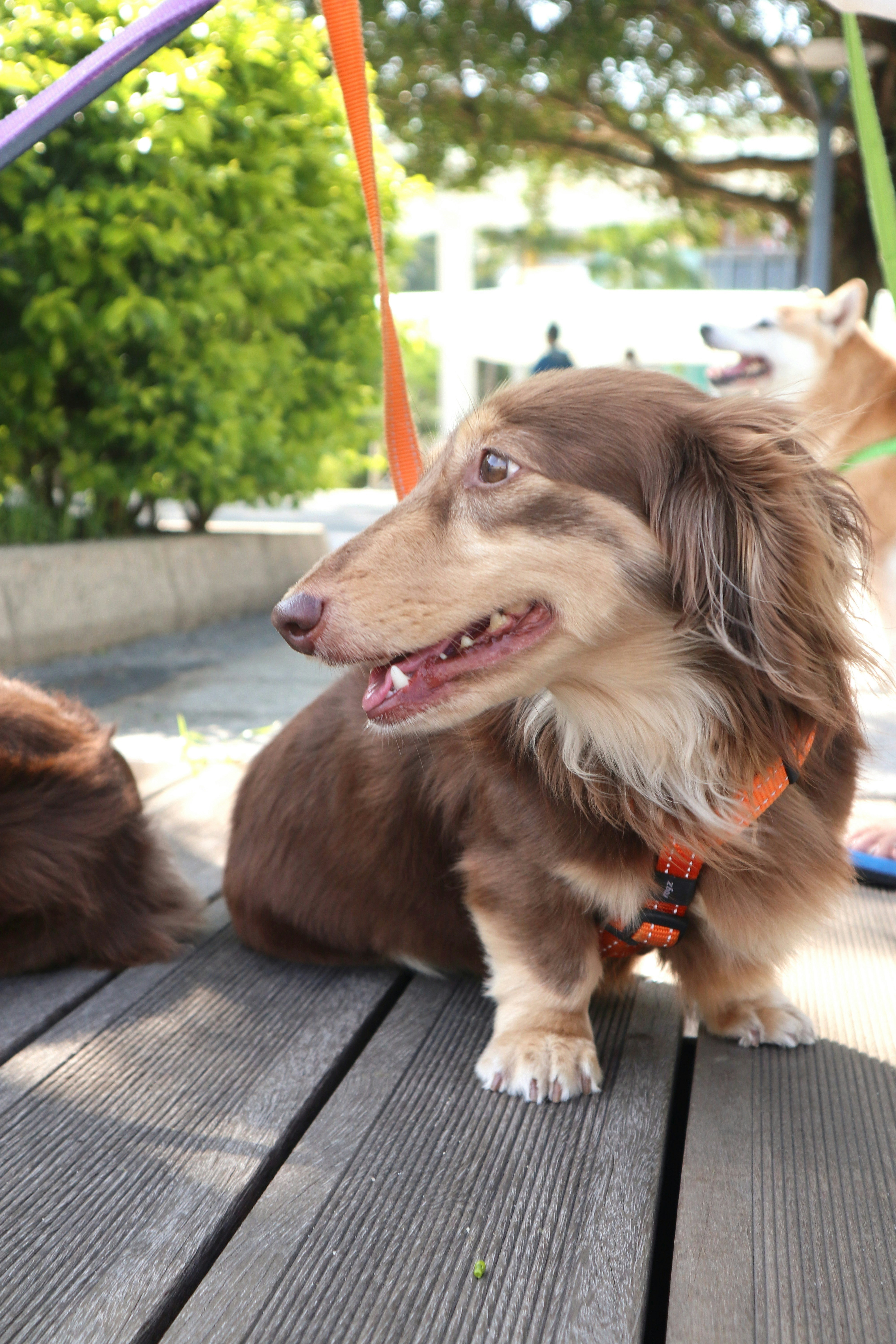 Three dogs are sitting on a picnic table