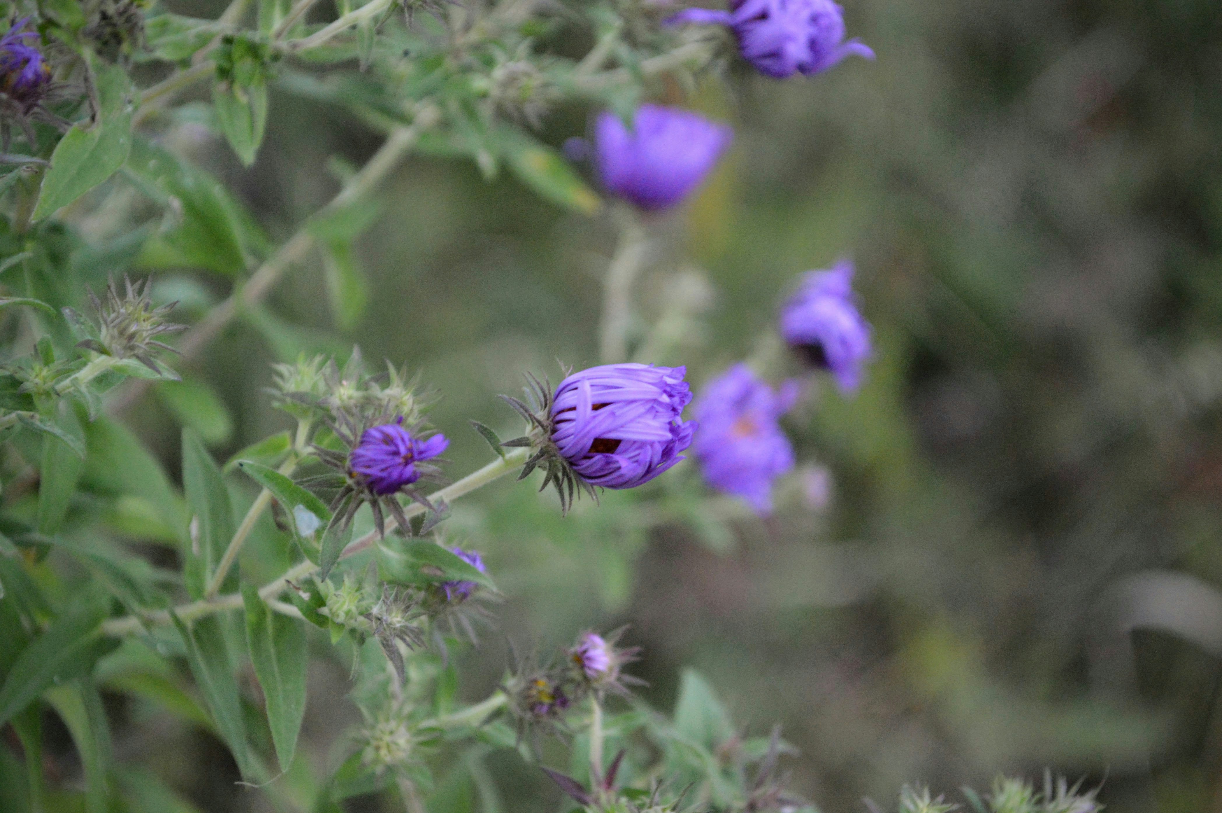 Photo by rmacleod2323