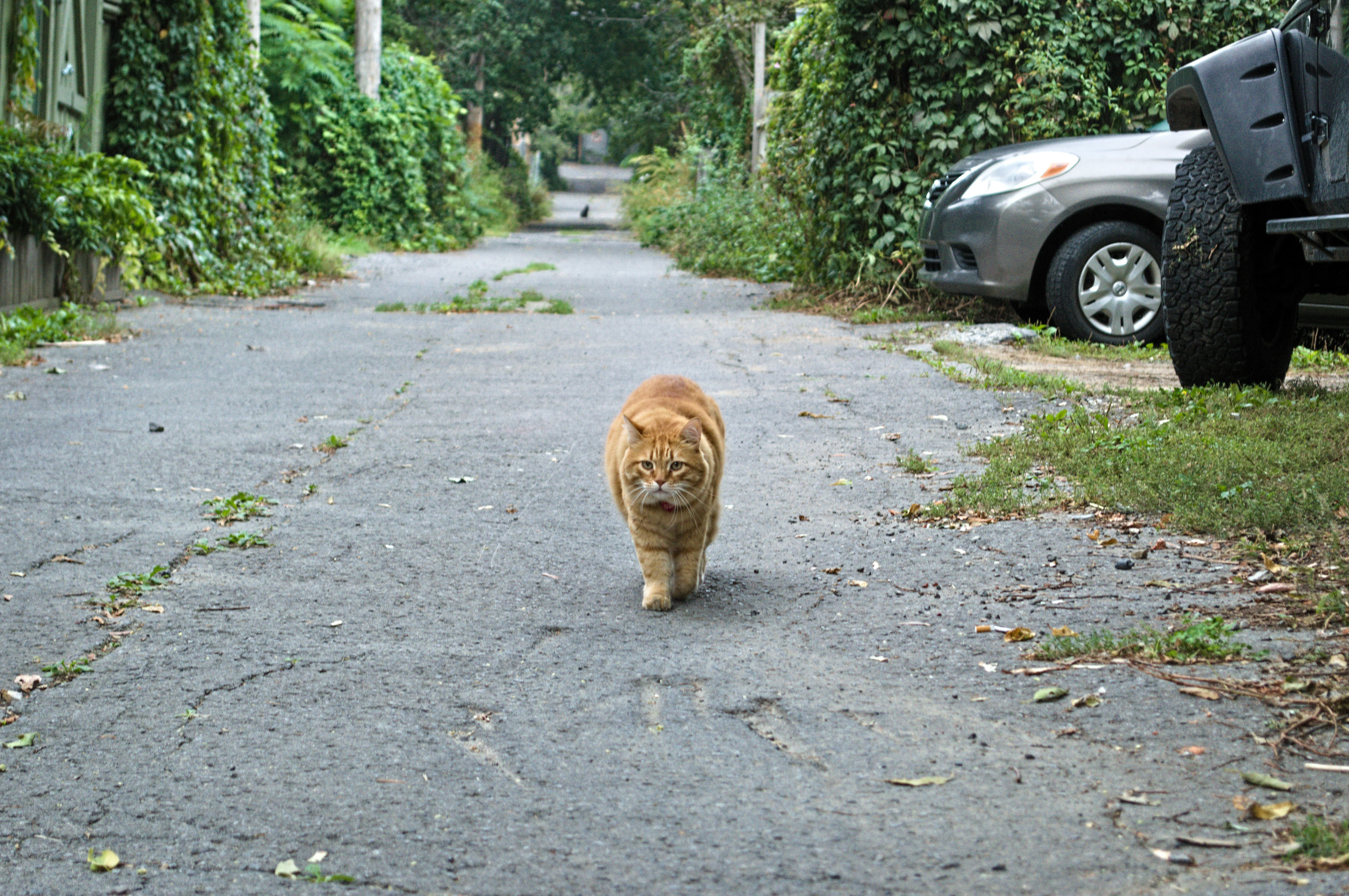 Cat wearing a GPS tracker collar looking out window