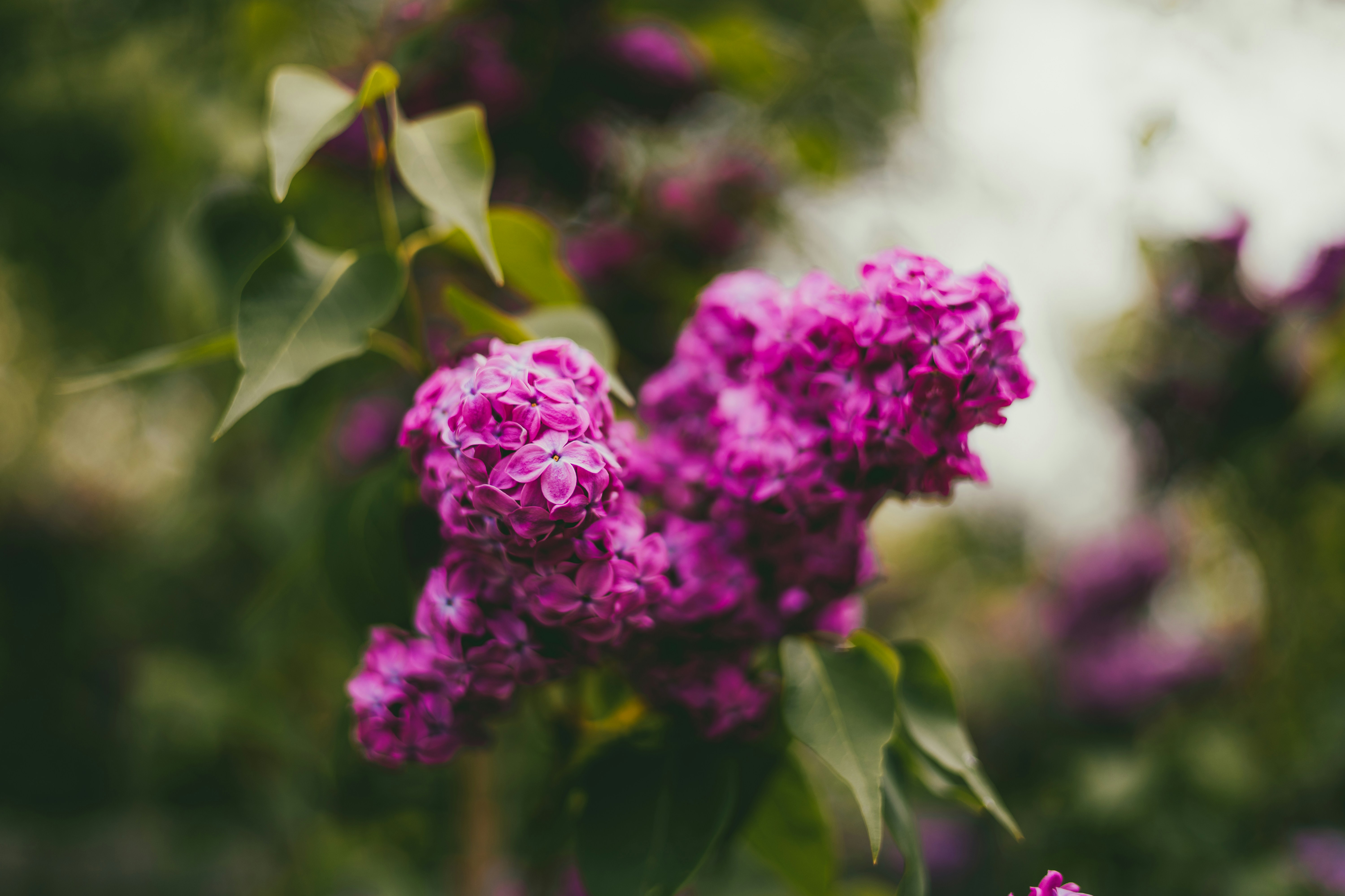 Photo by harrydhindsa