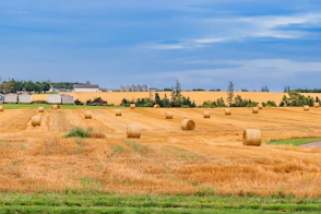 A large field of hay with bales of hay in the foreground