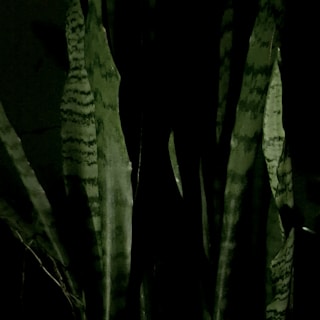 A green plant with leaves in a dark room